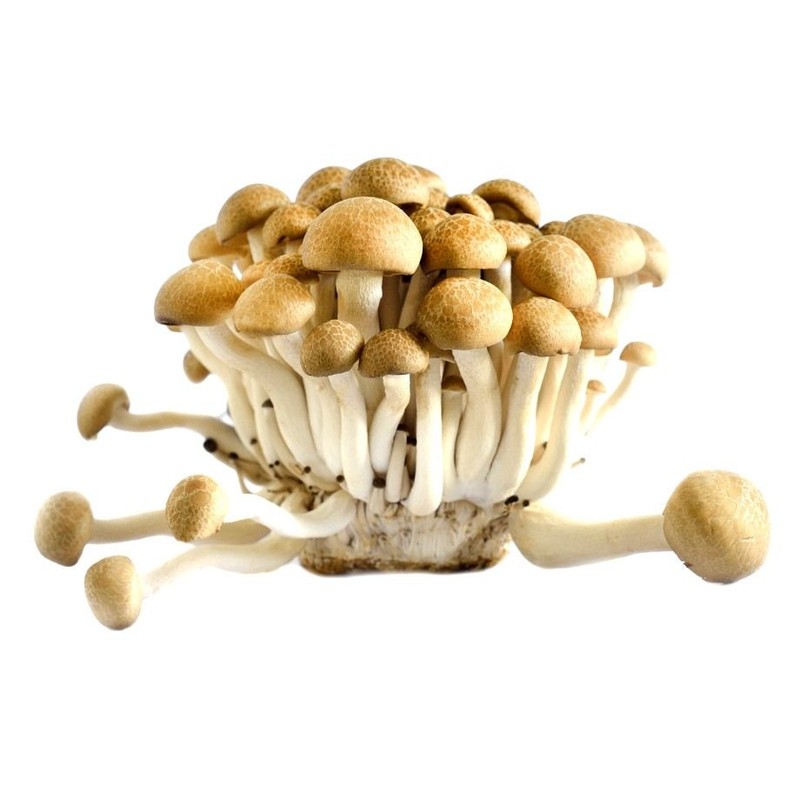 Grzyby Shimeji brązowe całe Warzywa Auchan 150 g