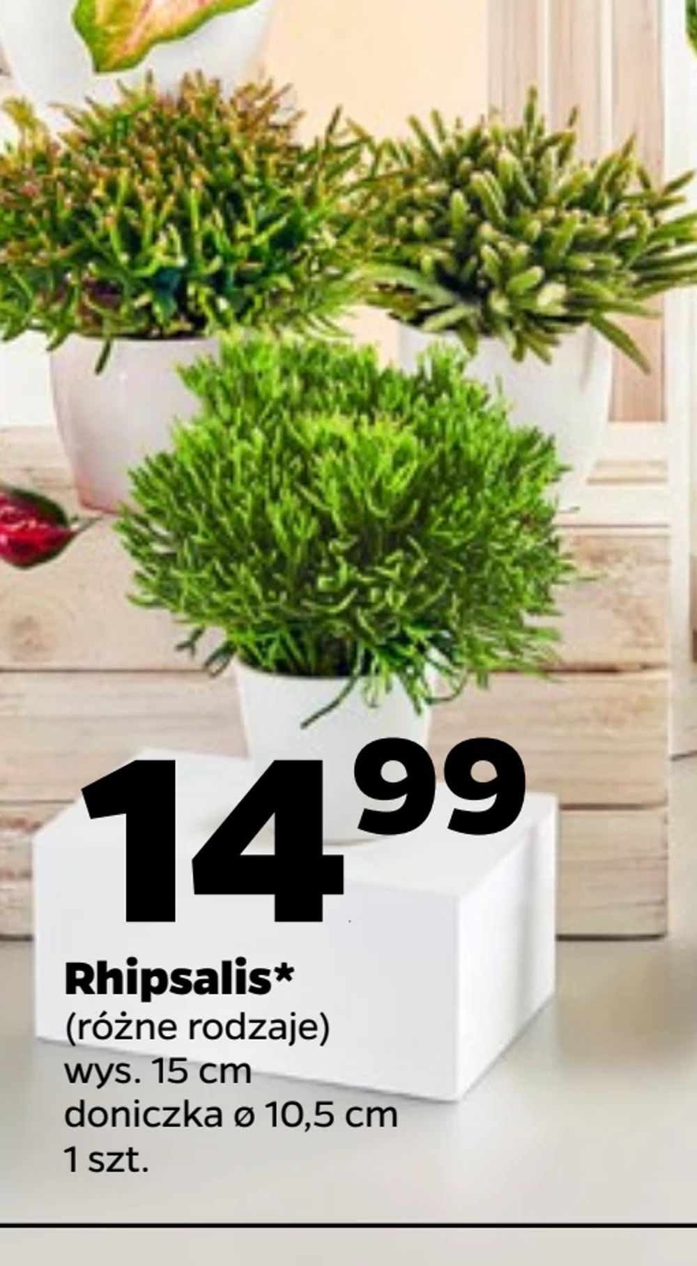 Rhipsalis*