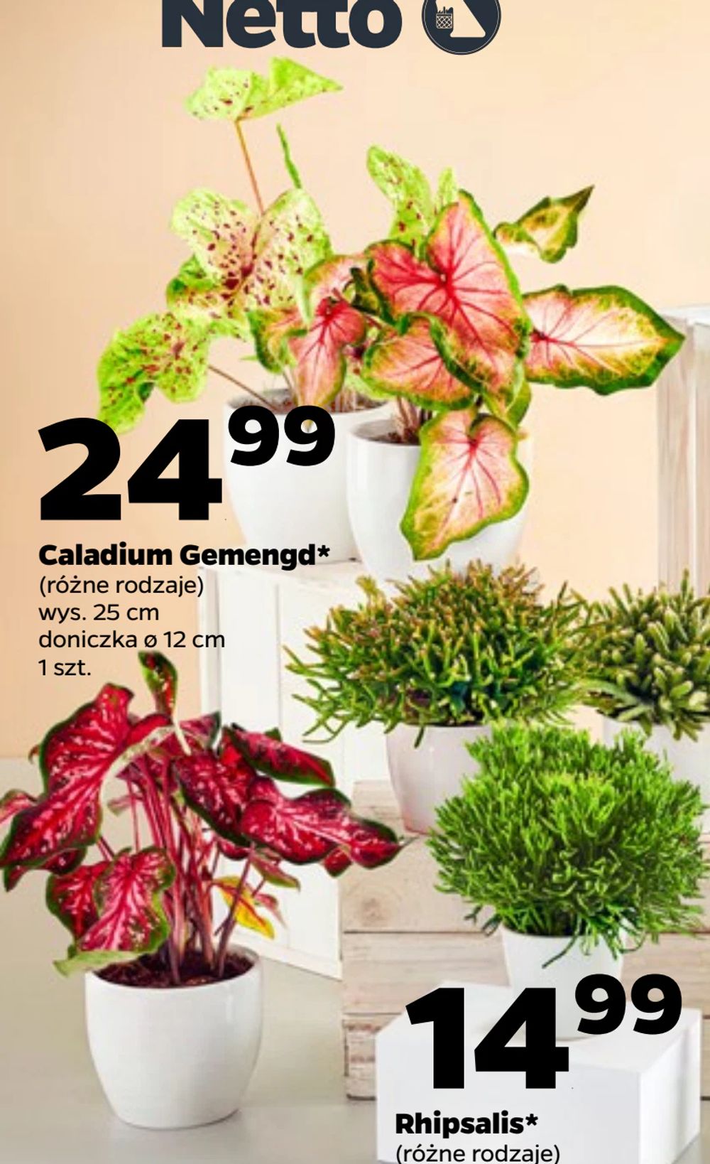 Caladium Gemengd*