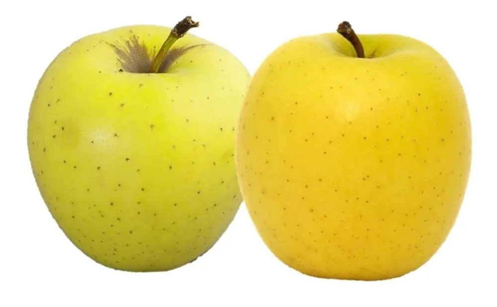 MC JABŁKA GOLDEN DELICIOUS LUZ