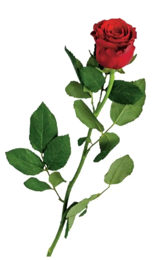MC RÓŻA PREMIUM SZTUKA 60 cm