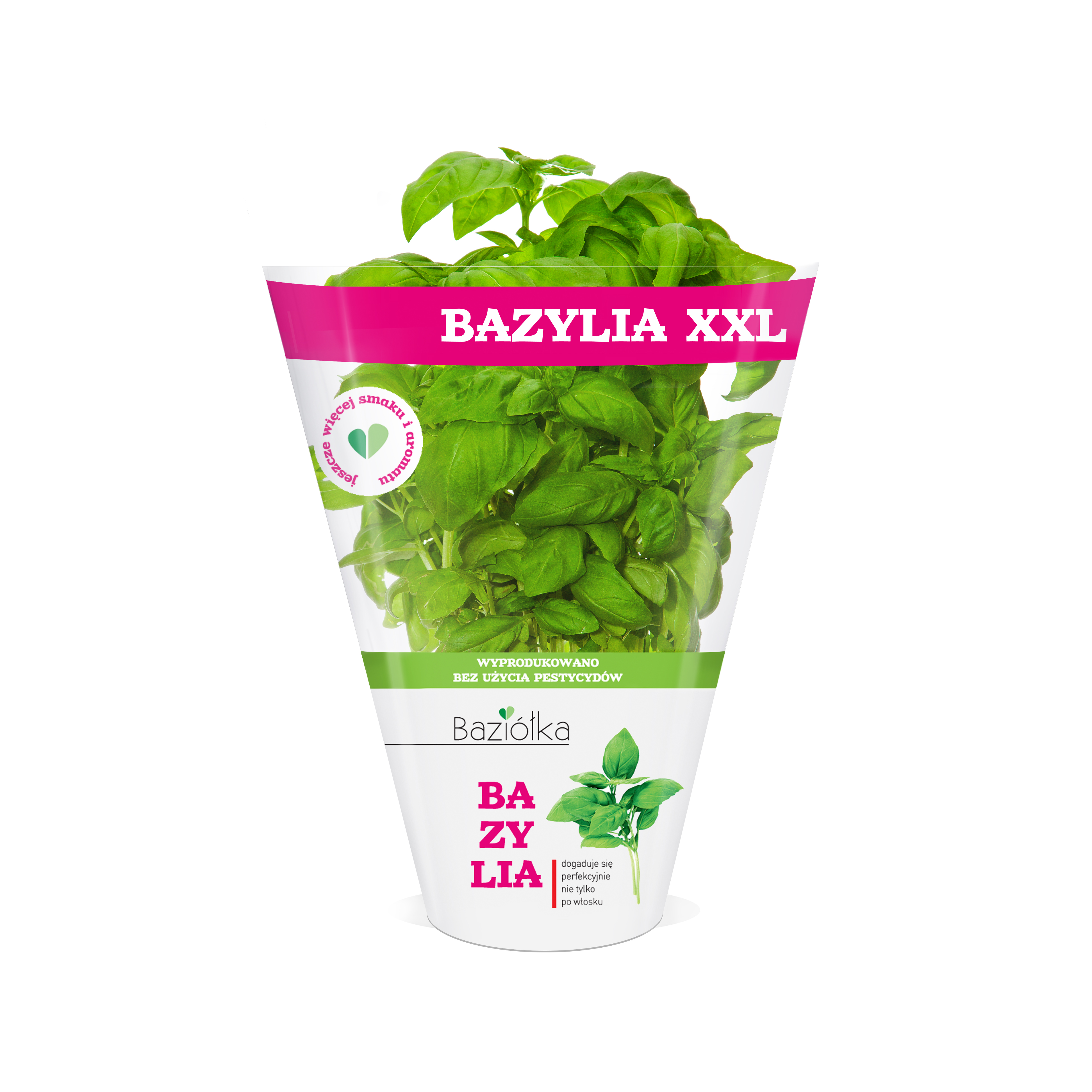 Bazylia XXL