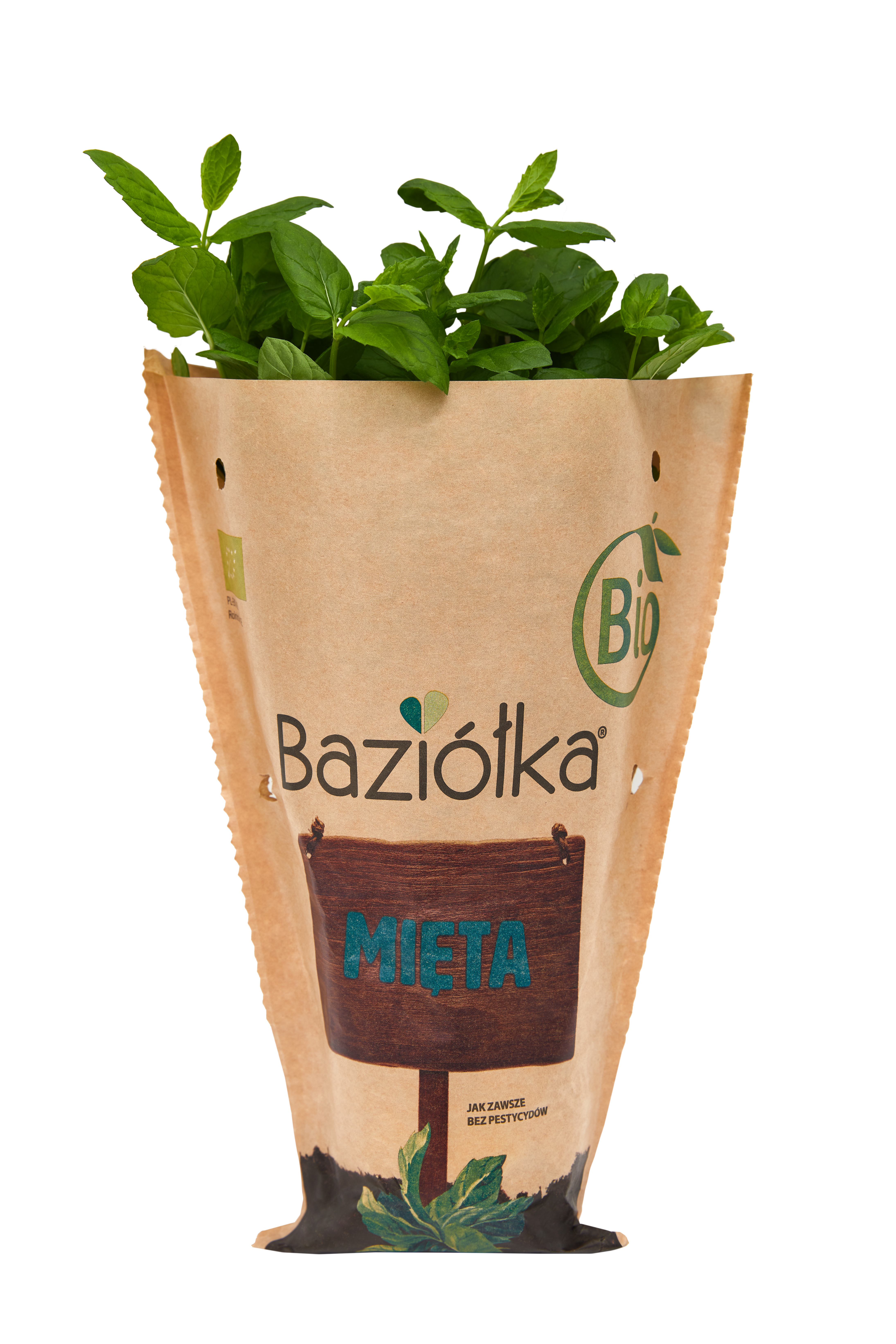Mięta BIO