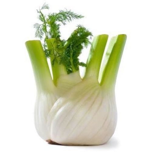 Koper włoski fennel 1-3 szt.