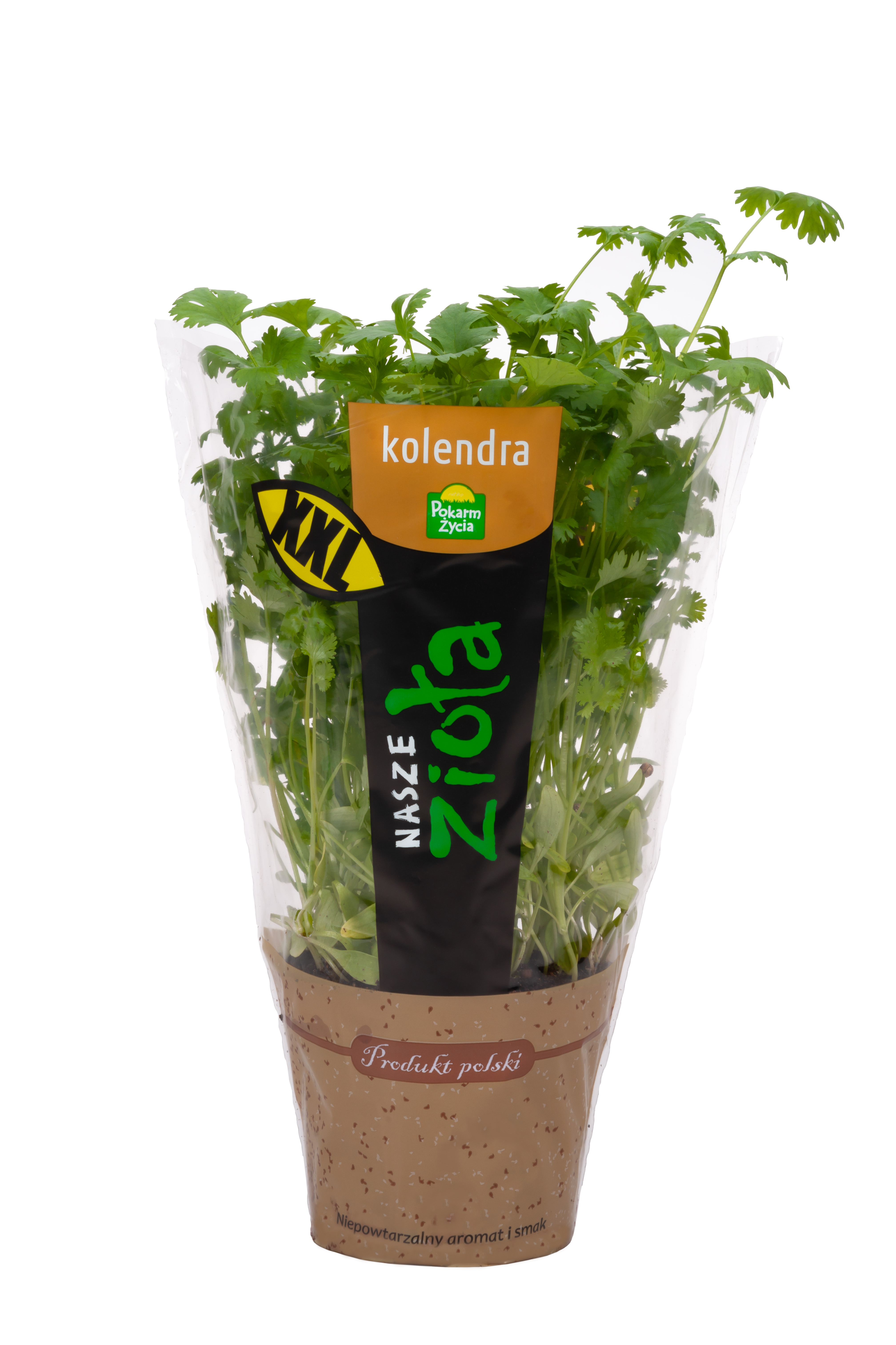 Kolendra XL