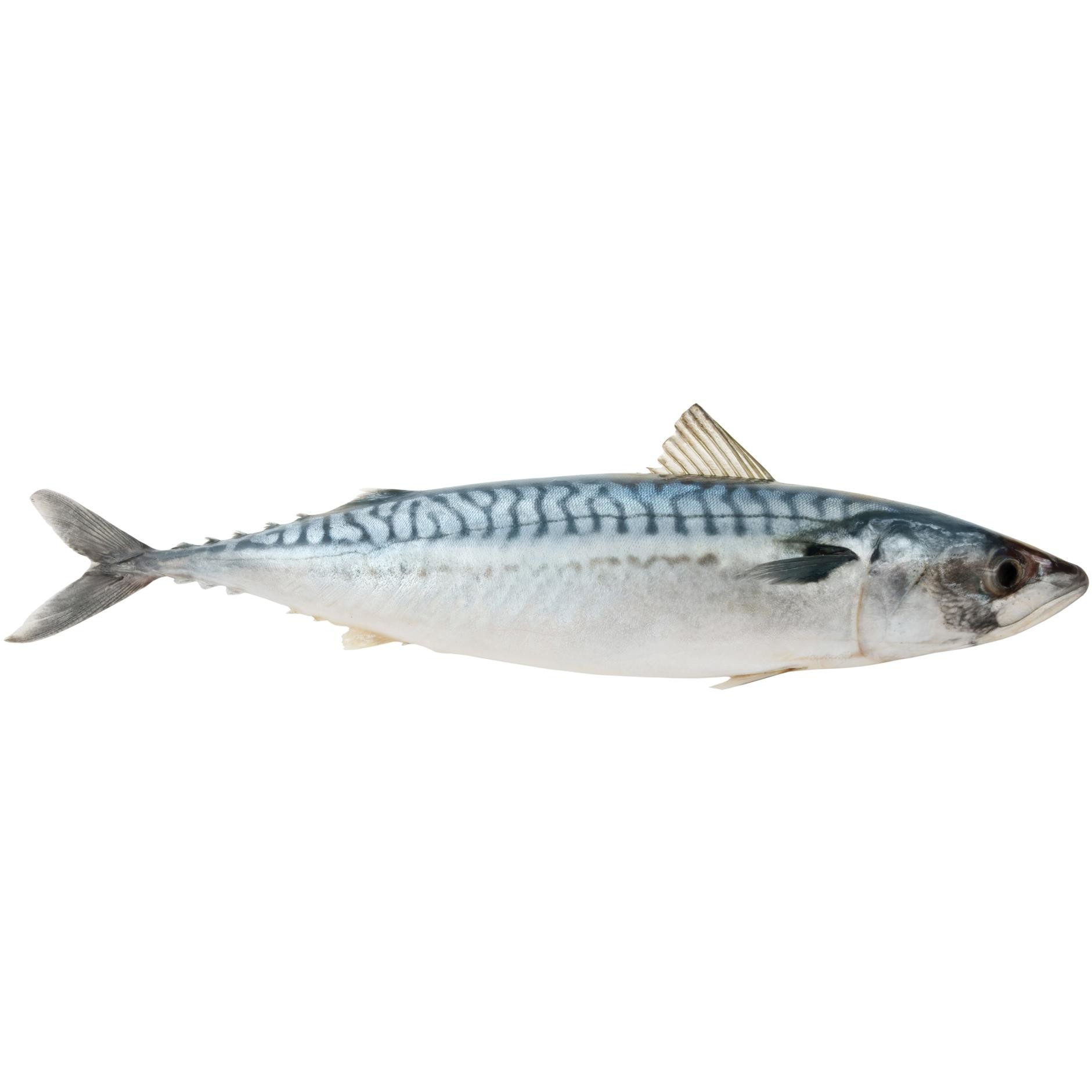 Makrela patroszona (245g-455g)