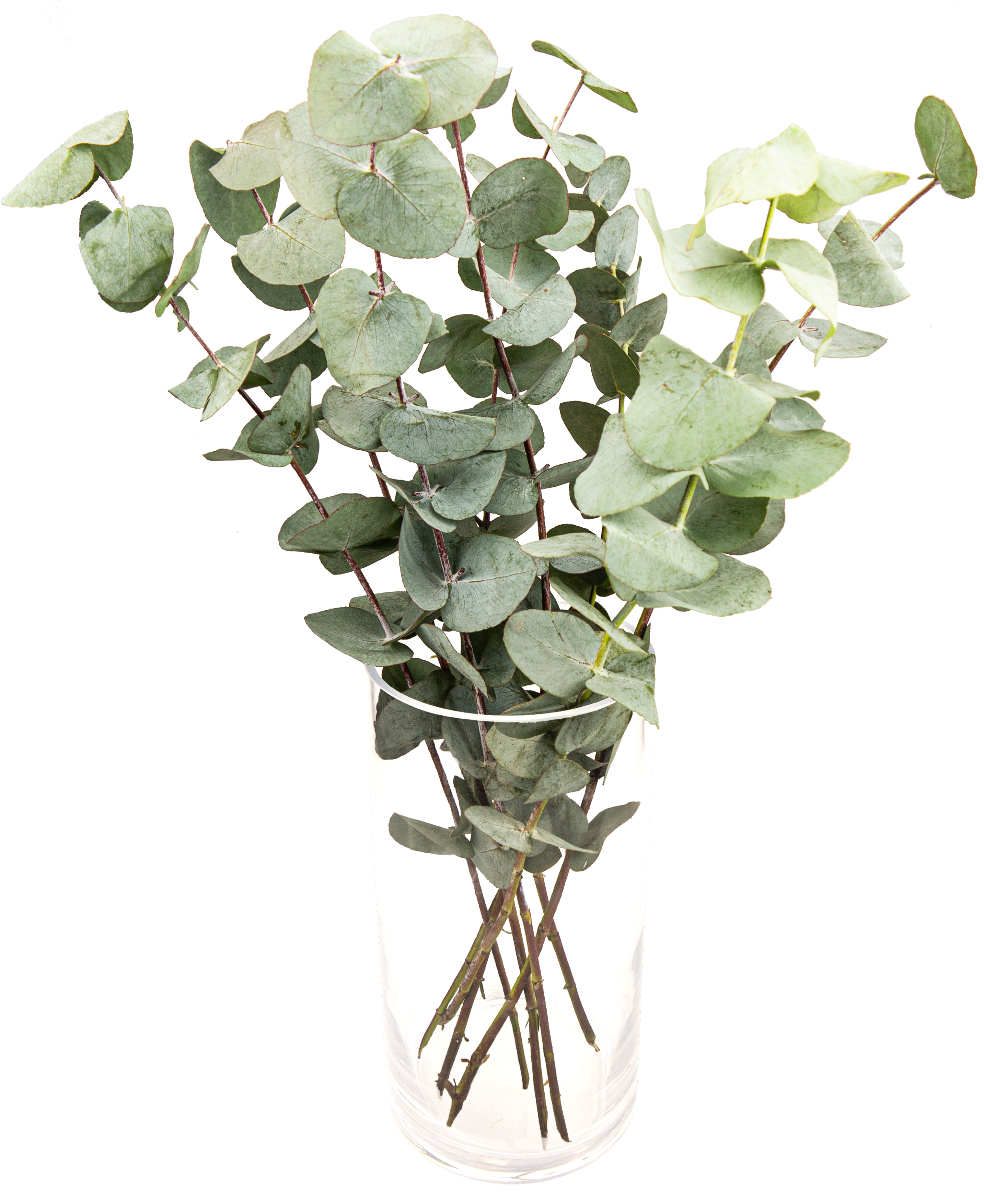 Eukaliptus kwiatki x 8