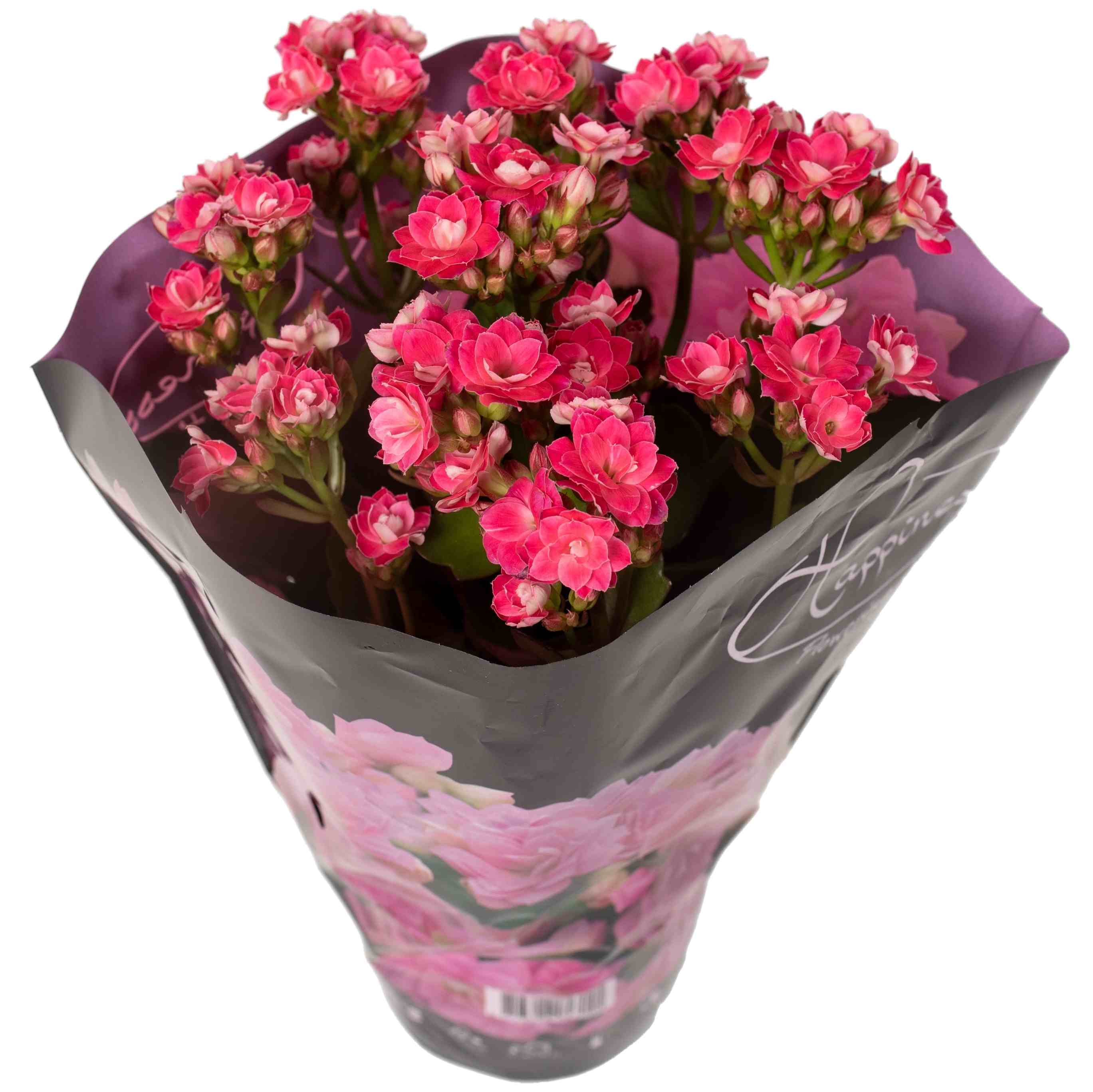 Kalanchoe calandiva różowe