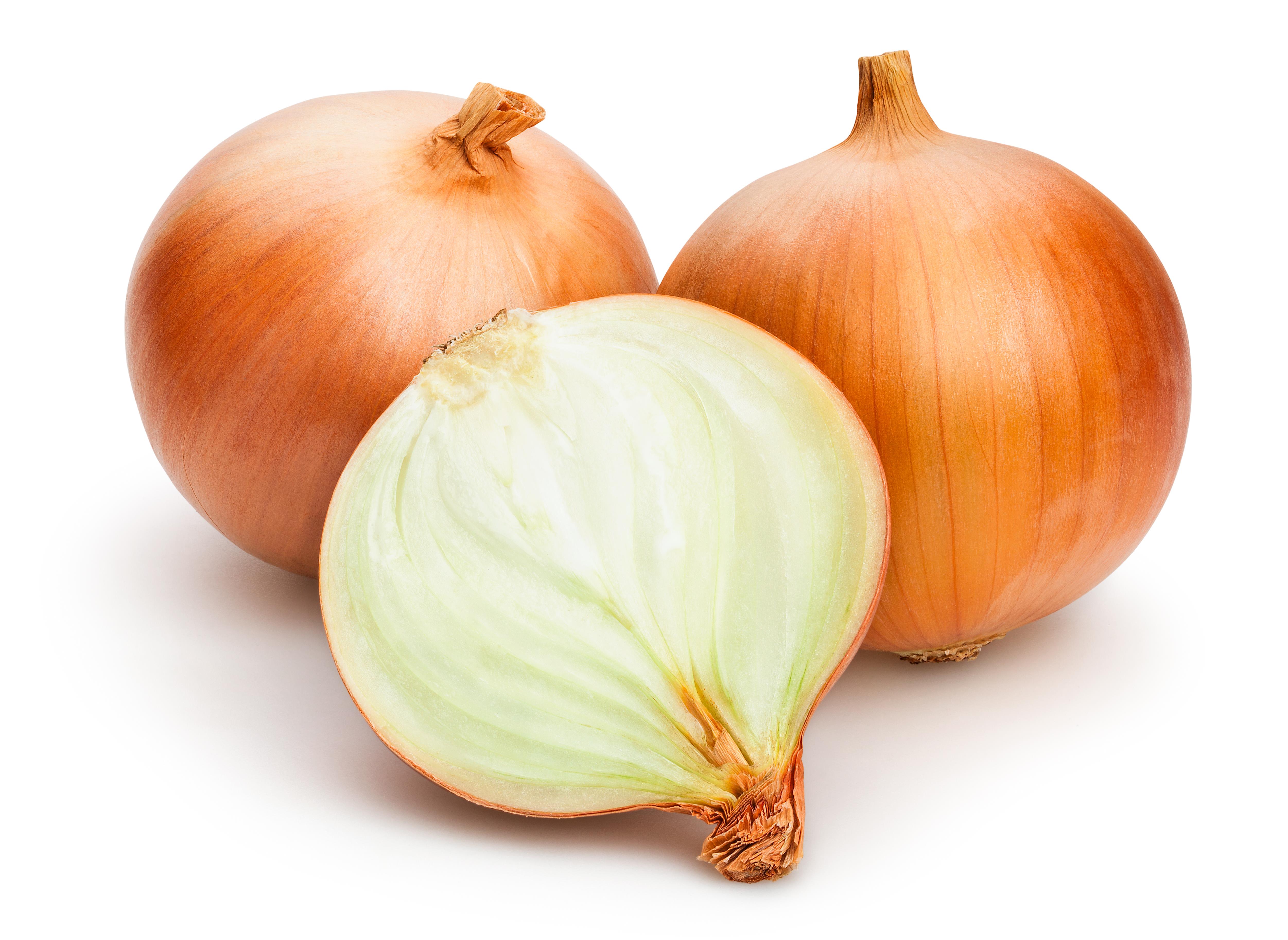 Cebula BIO