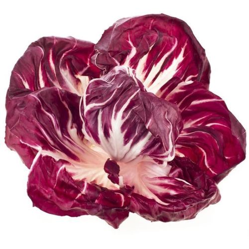 Sałata radiccio