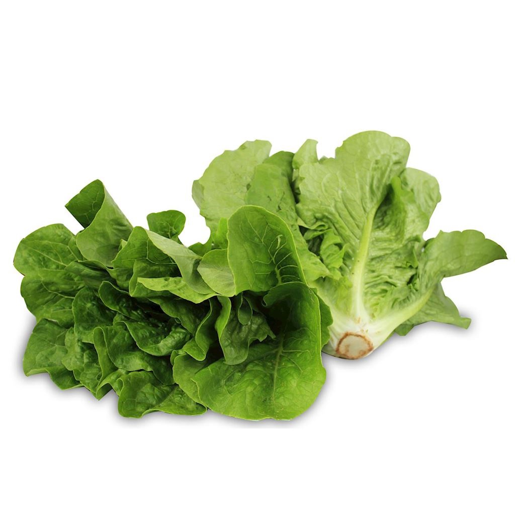 Sałata rzymska mini BIO