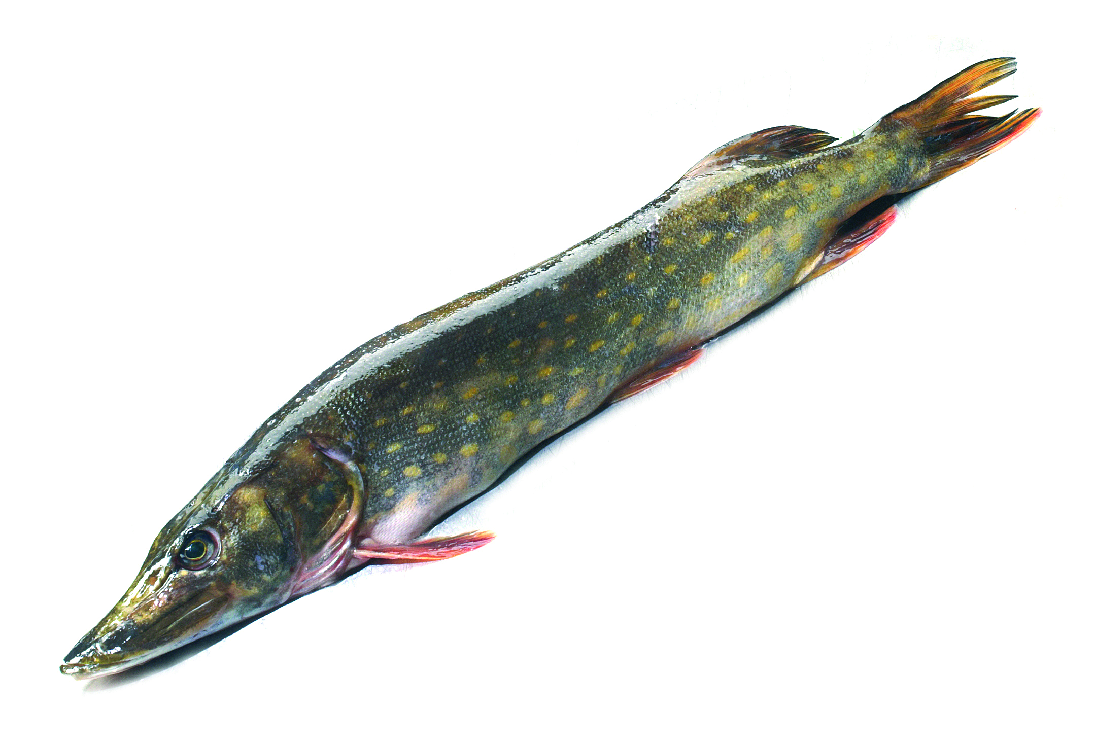 Szczupak Patroszony Ok. 1-2,2Kg