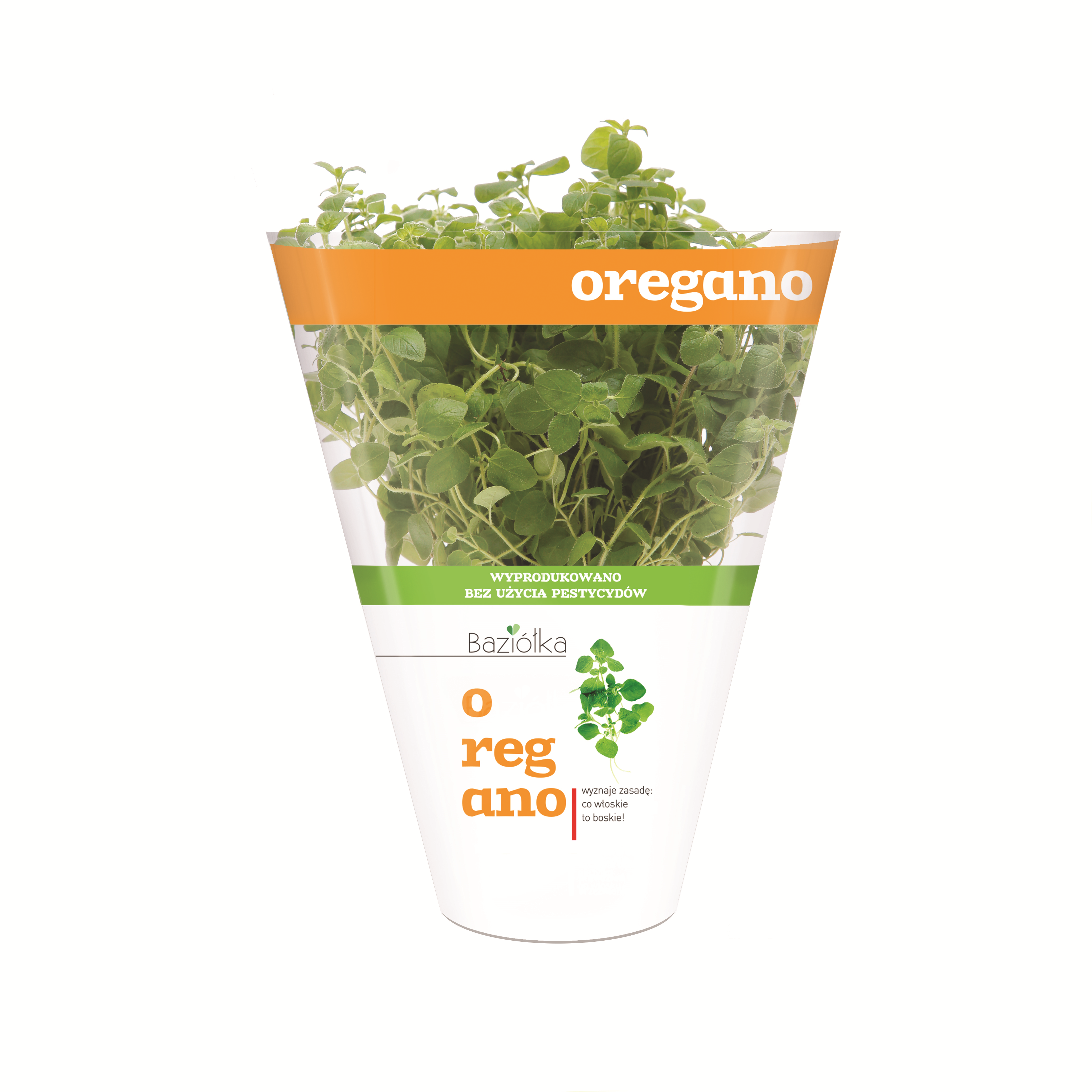 Oregano Doniczka Polska 1Szt Baziółka