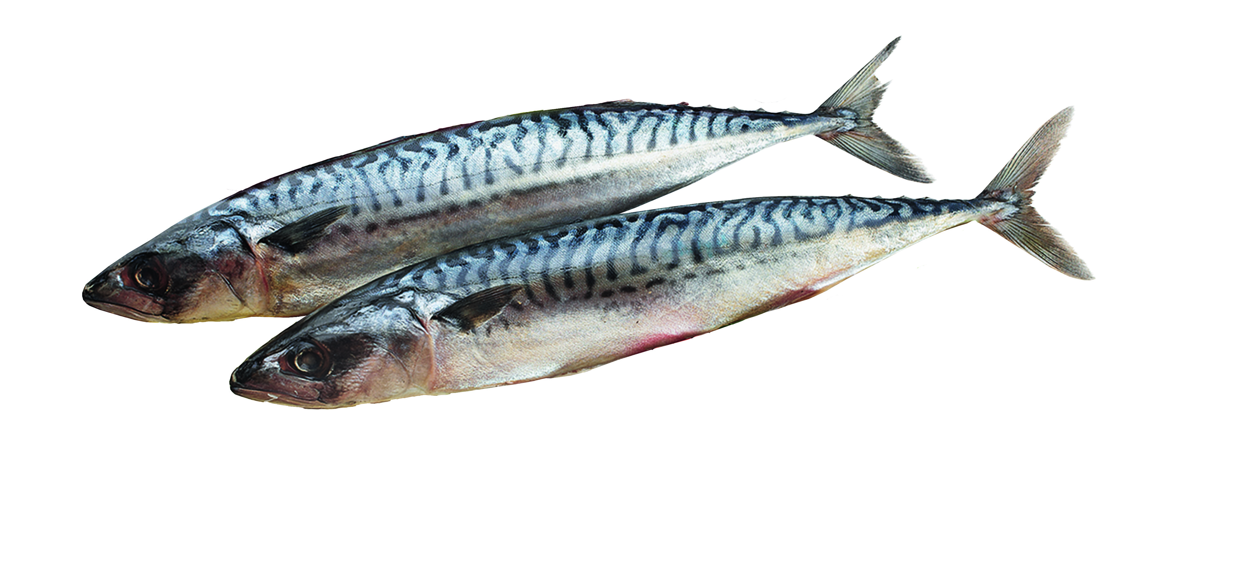 Makrela Patroszona 300-500G