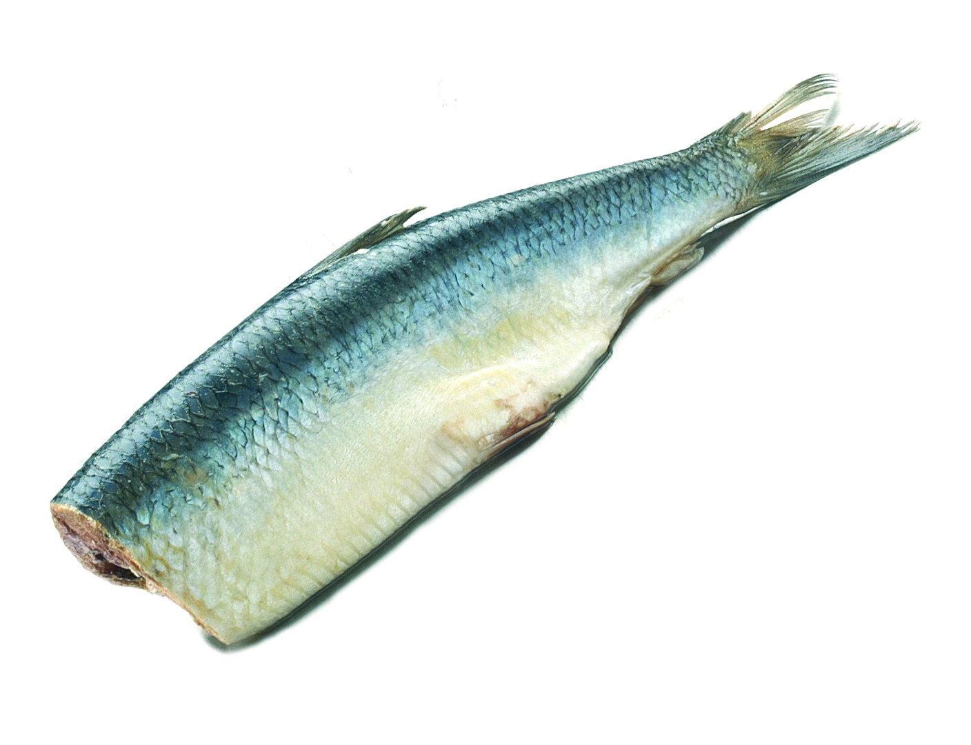 Śledź Bałtycki Tusza Ok. 60-100G