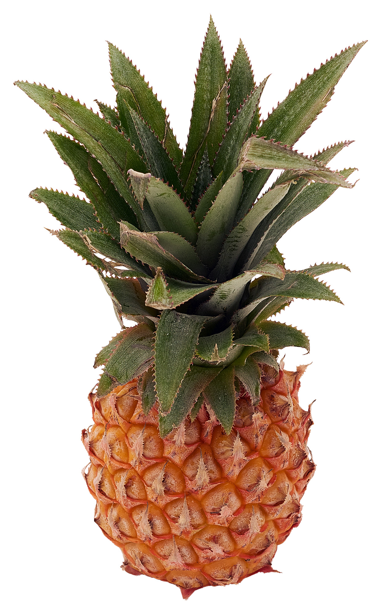 Ananas Baby Mauritius 1Szt