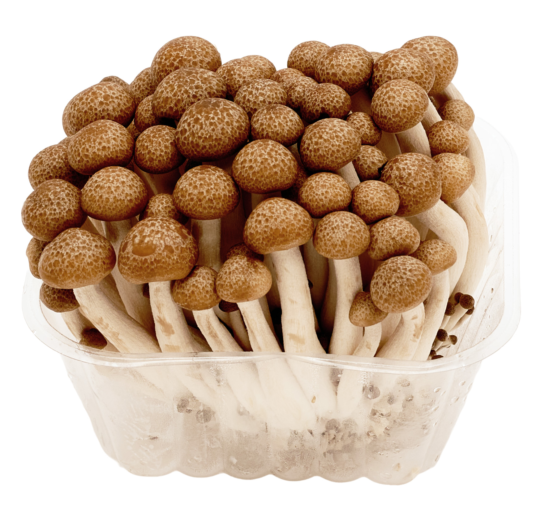 Shimeji Brązowe Chiny 150G
