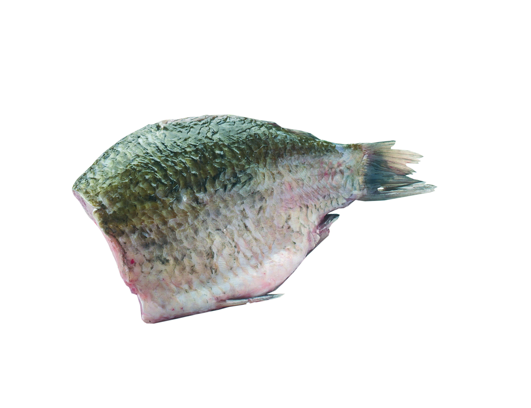 Karaś Tusza Ok. 100-500G