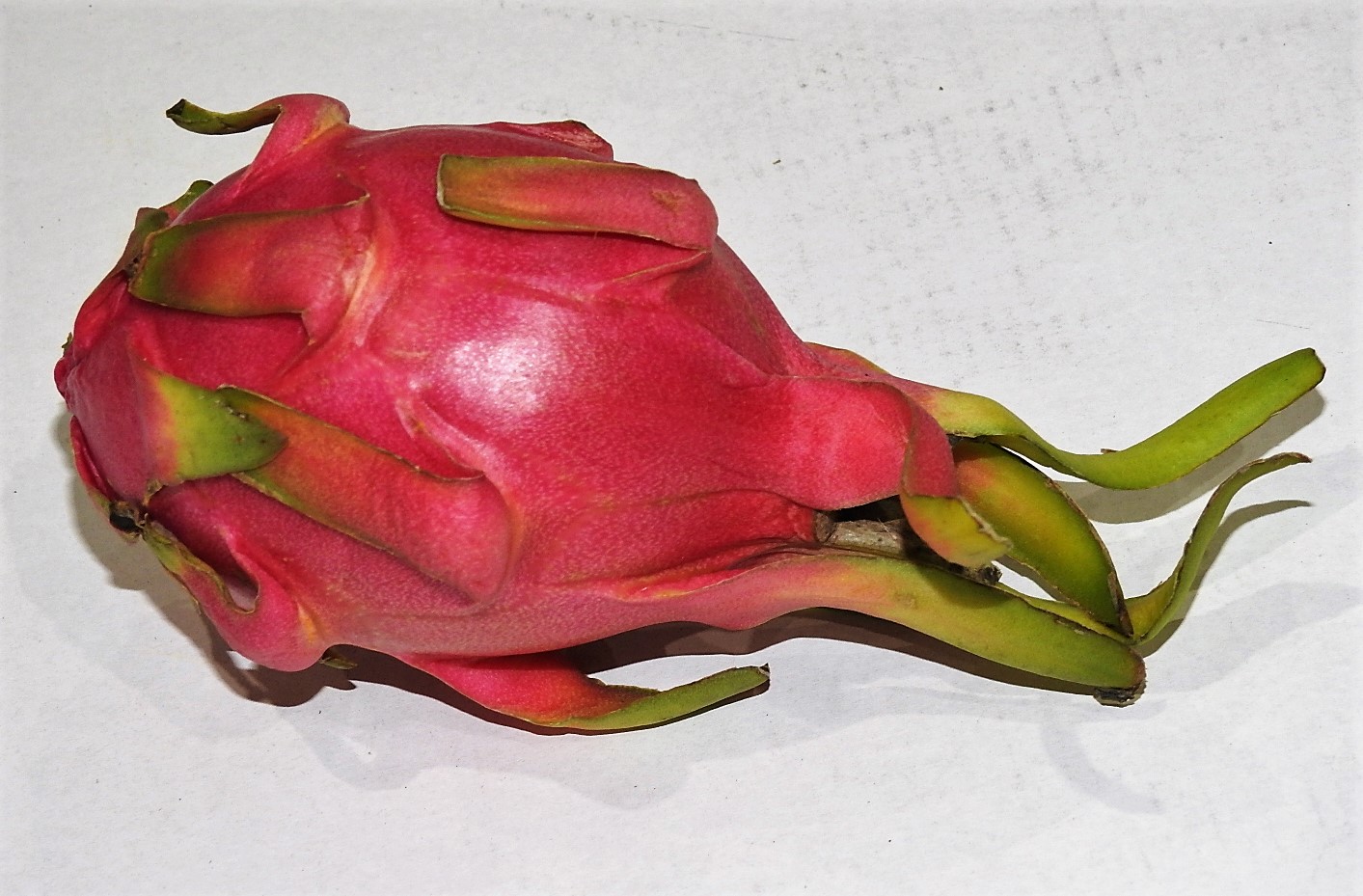 Pitahaya Czerwona Tajlandia 1Szt