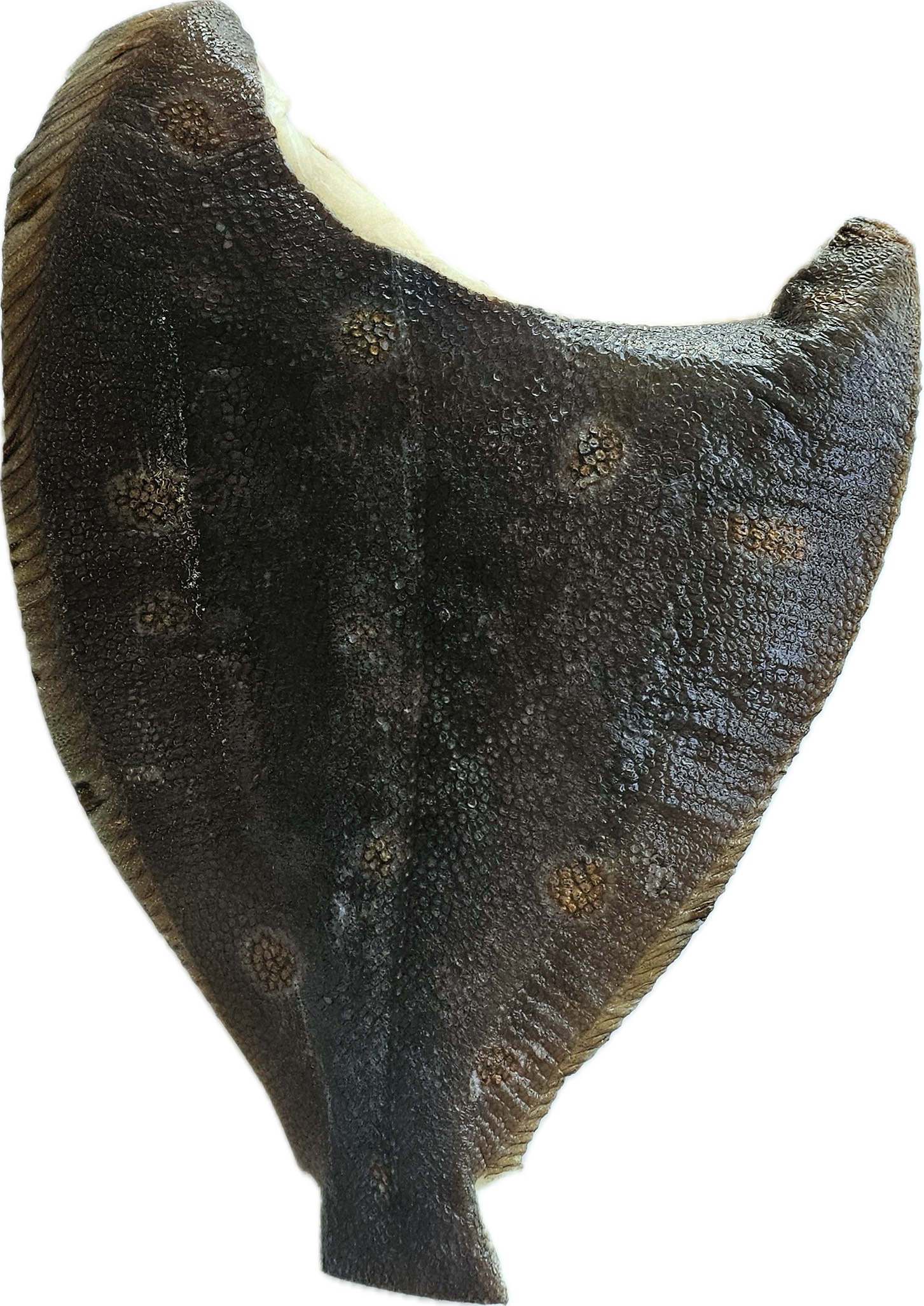 Gładzica Tusza Pan Ready 400-1000 G