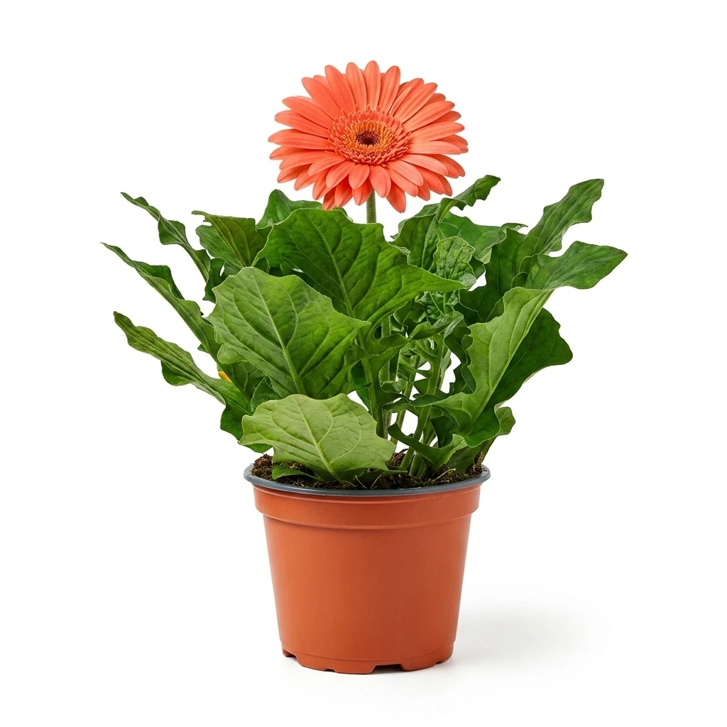 Kwiat Gerbera don 12cm szt