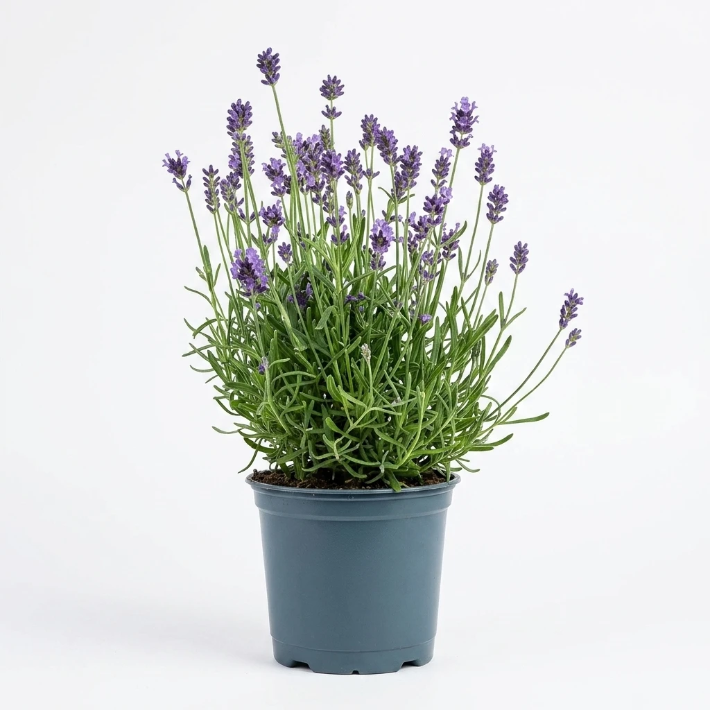 Kwiat Lawenda Angustifolia don 12cm szt.