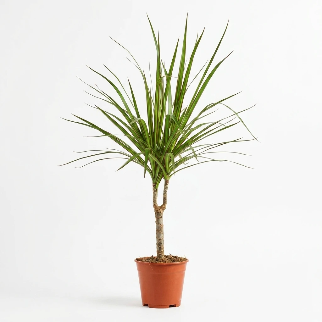 Kwiat Dracena mix don 14cm szt.