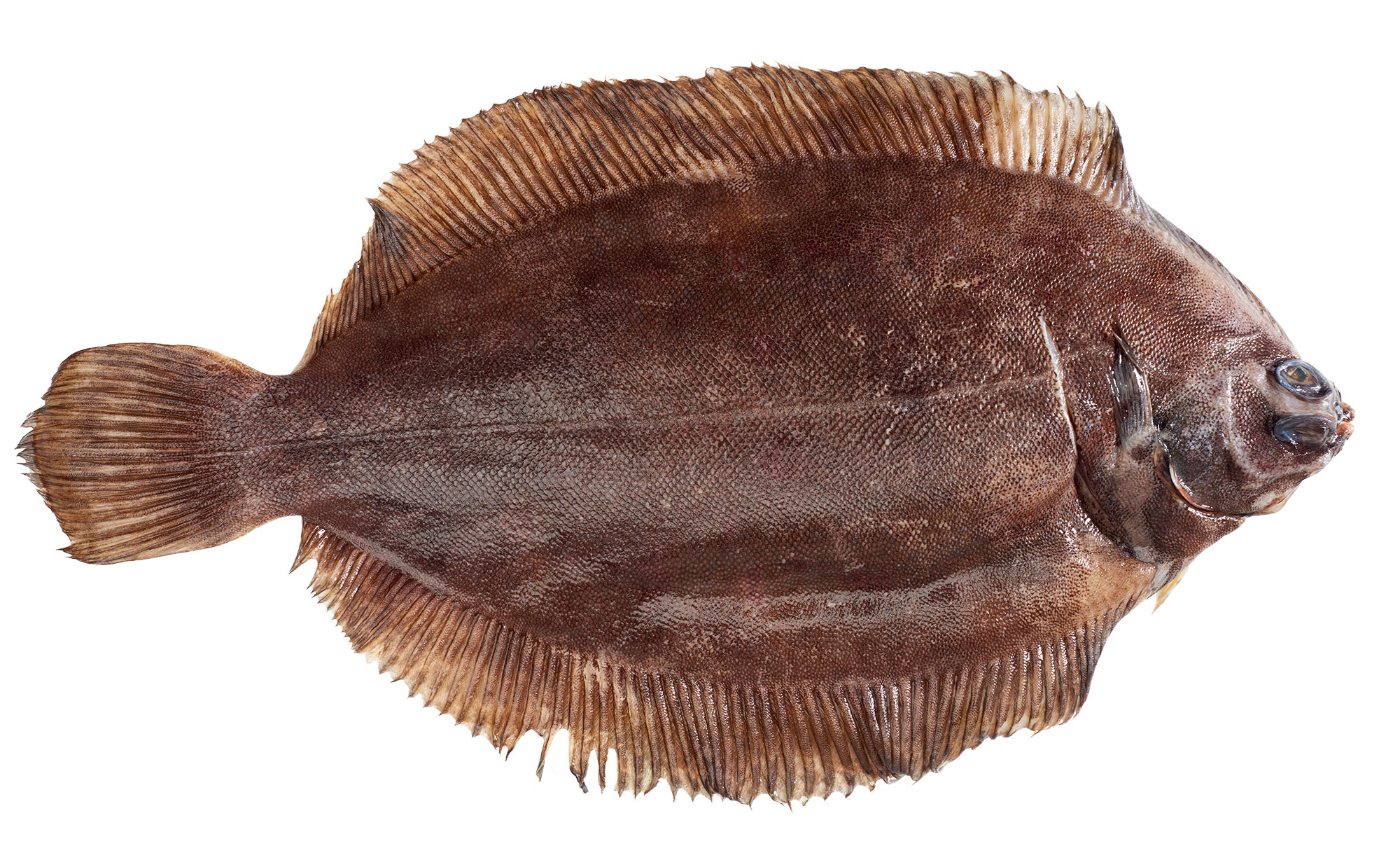 Złocica Odgardlona 300-1000G