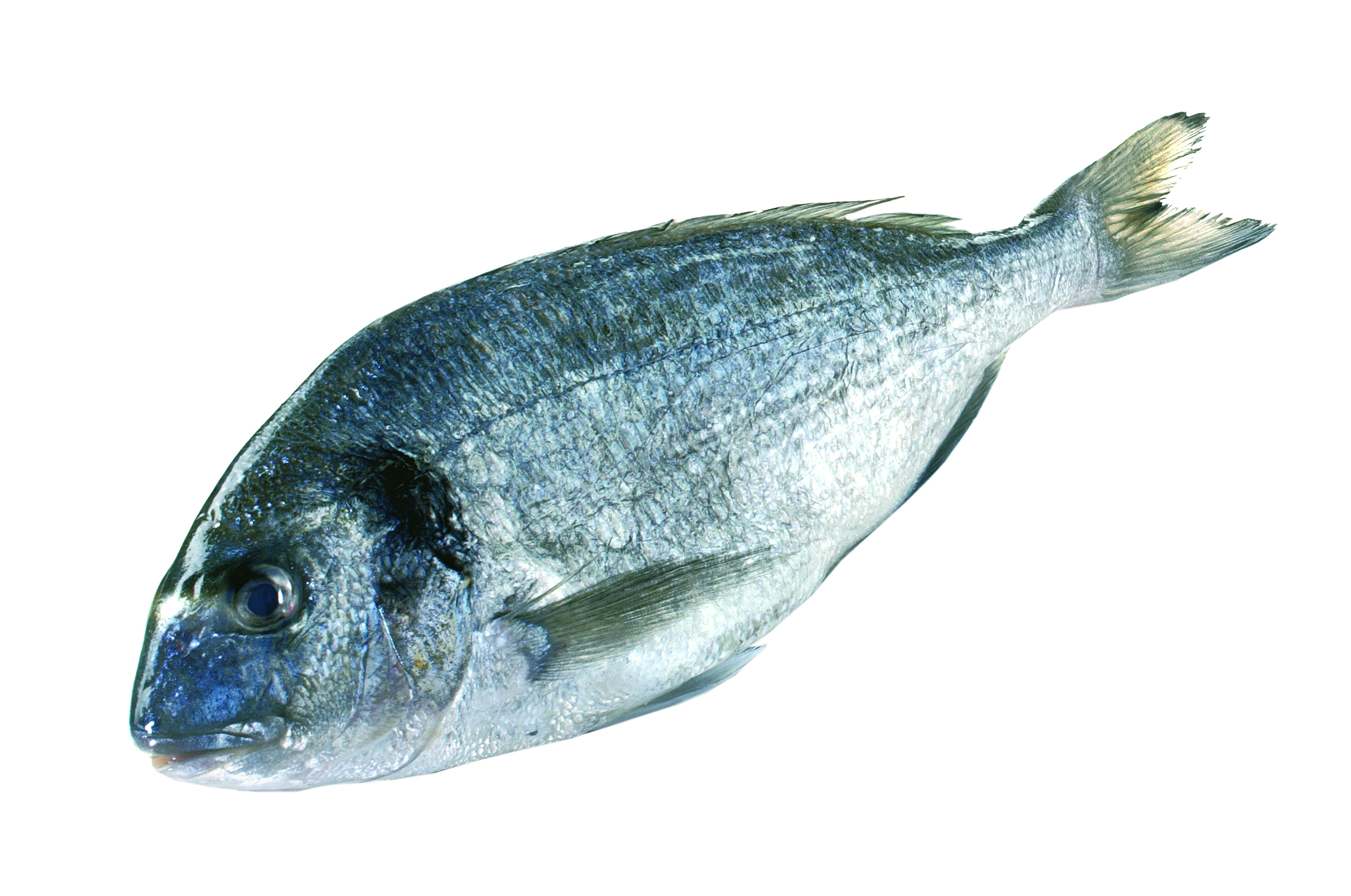 Dorada Patroszona 300-400G