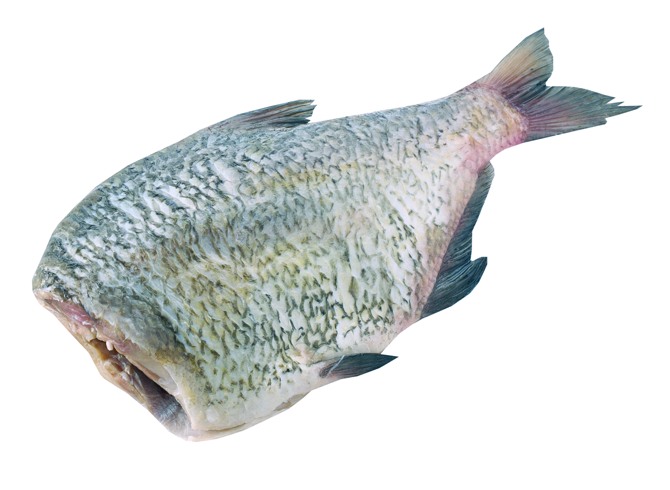 Leszcz Tusza Ok. 0,8-2Kg