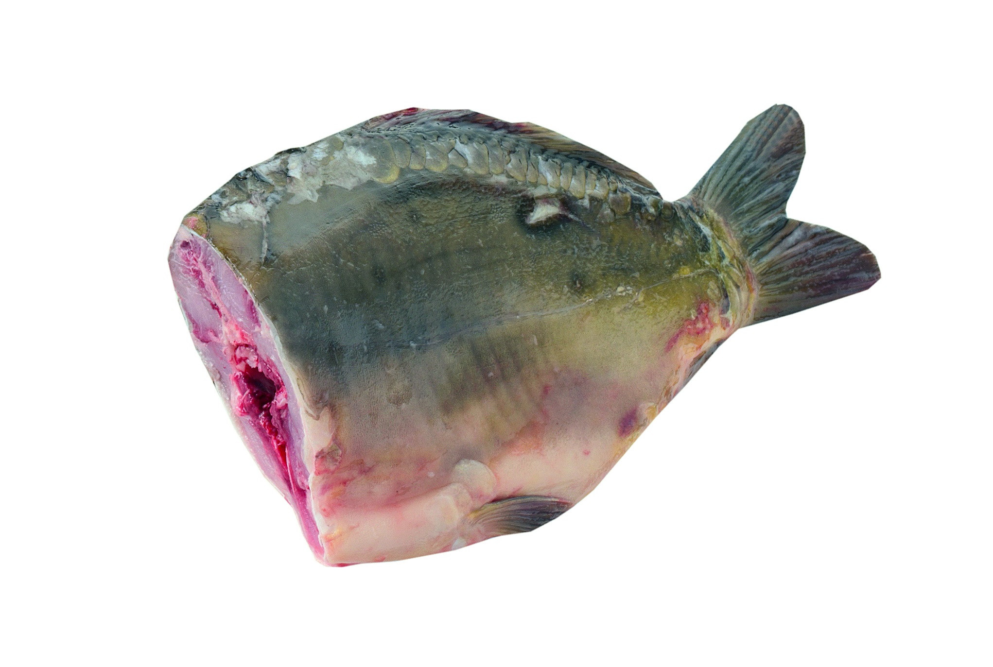 Karp Tusza Ok. 0,7-1,5Kg