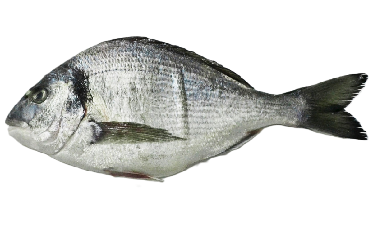 Son.Dorada Patroszona 250-330G