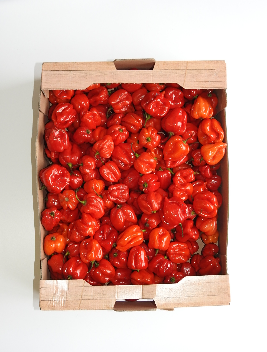 Papryka Ostra Habanero Holandia 2Kg