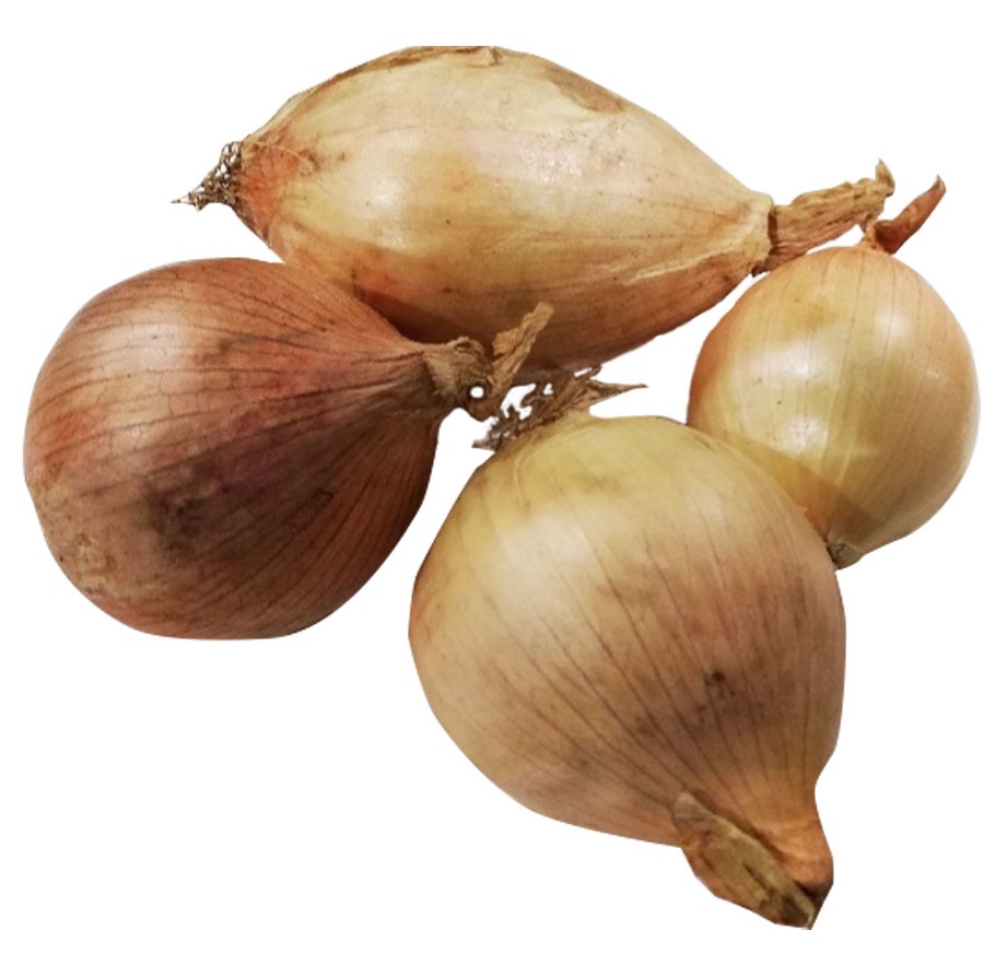 Cebula cukrowa 3-6 szt.