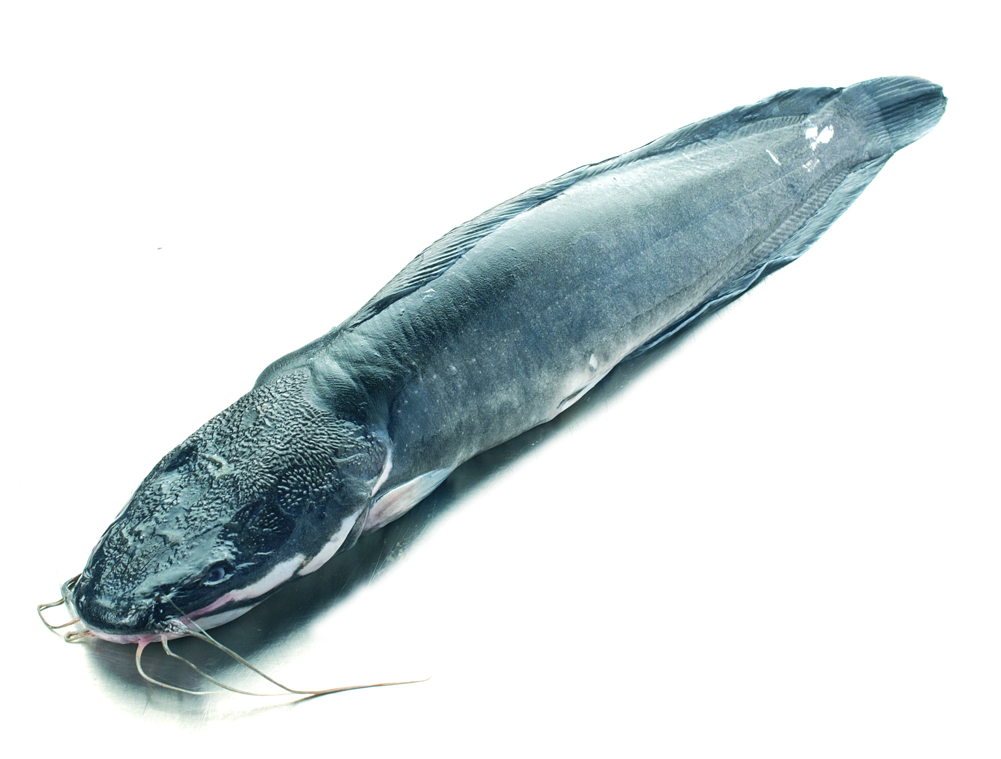Sum Afrykański Patroszony Ok. 0,8-1,5Kg
