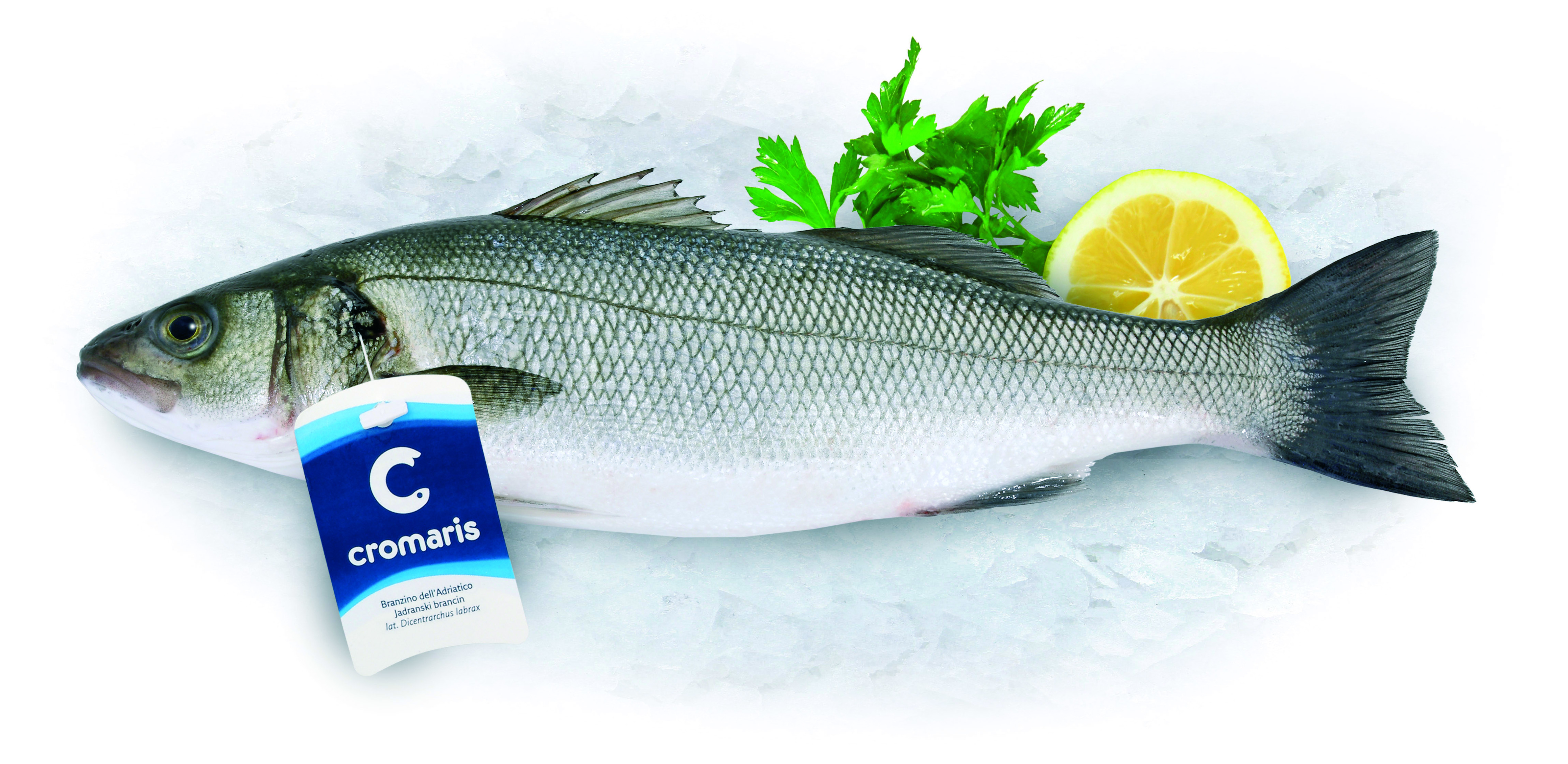 Labraks Cały 800-1000G