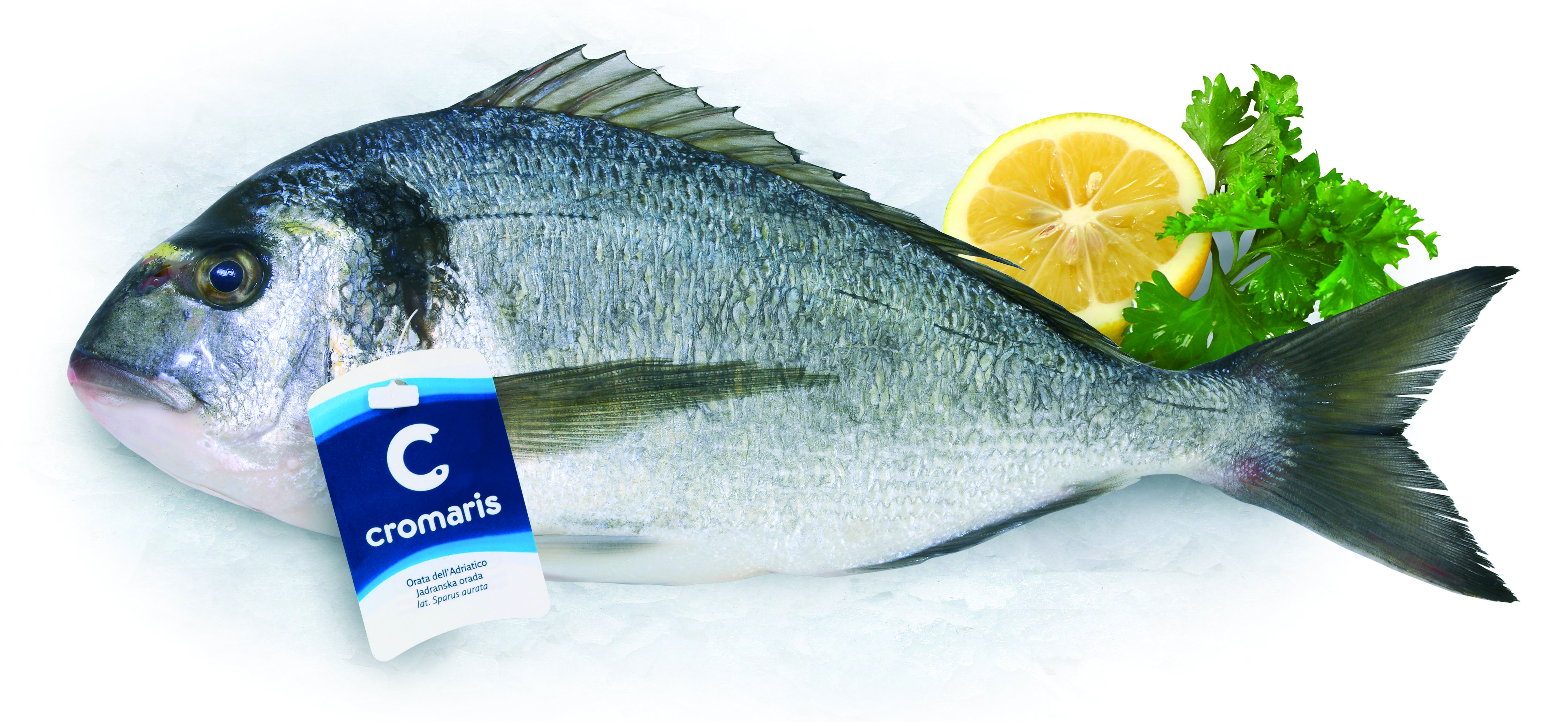 Dorada Patroszona 330-500G