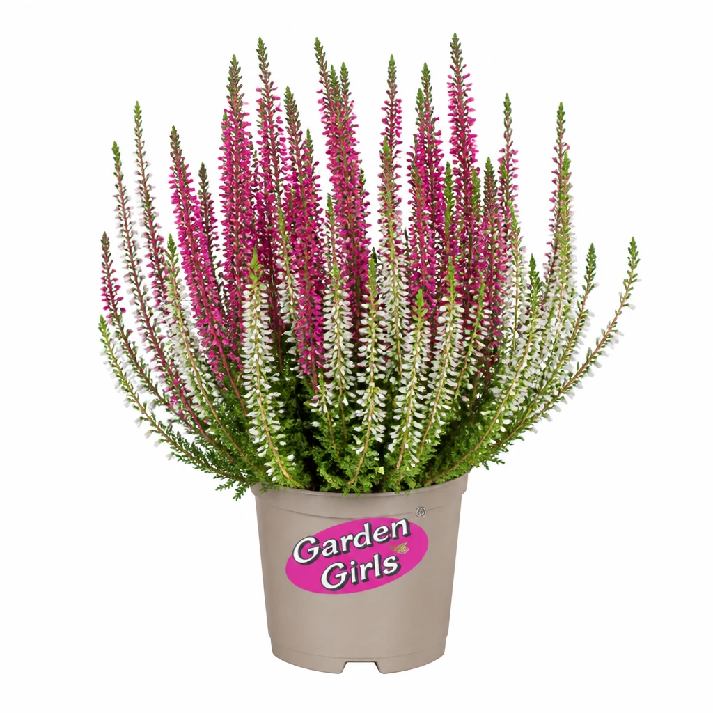 Kwiat Wrzos Garden Girls don 11cm szt.
