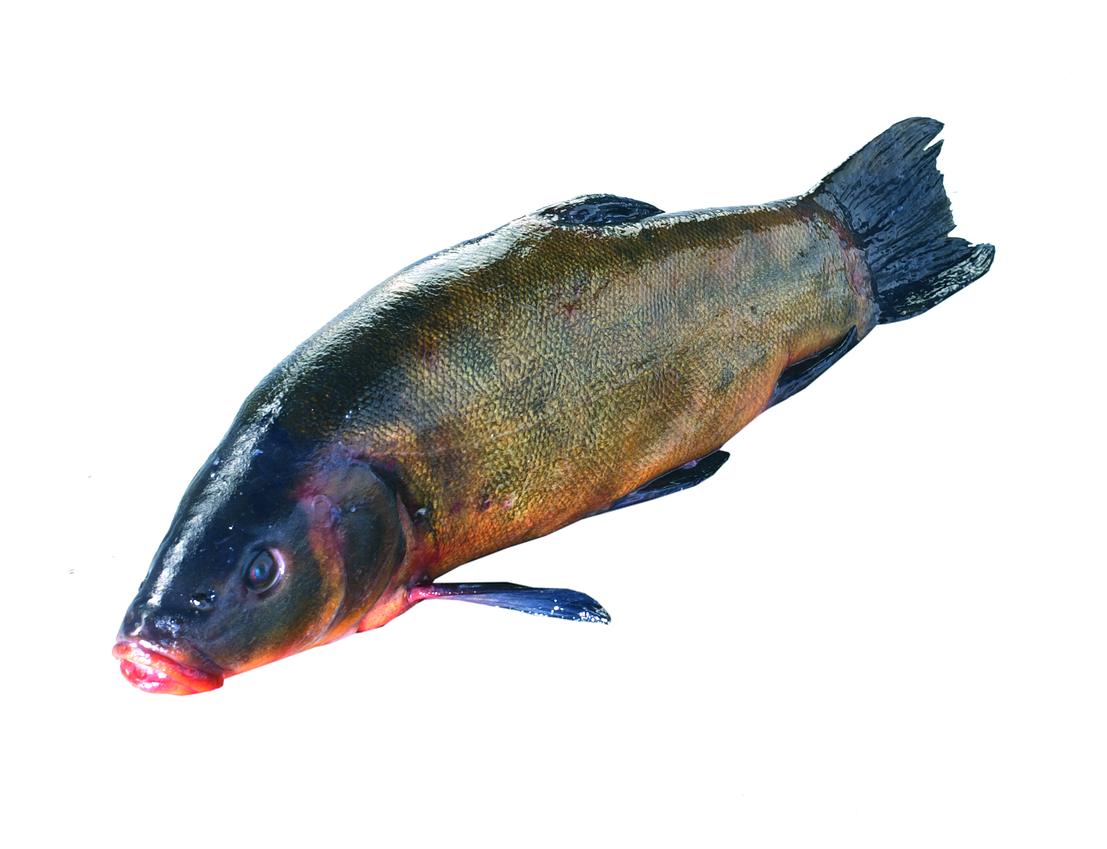 Lin Patroszony Ok. 200-700G