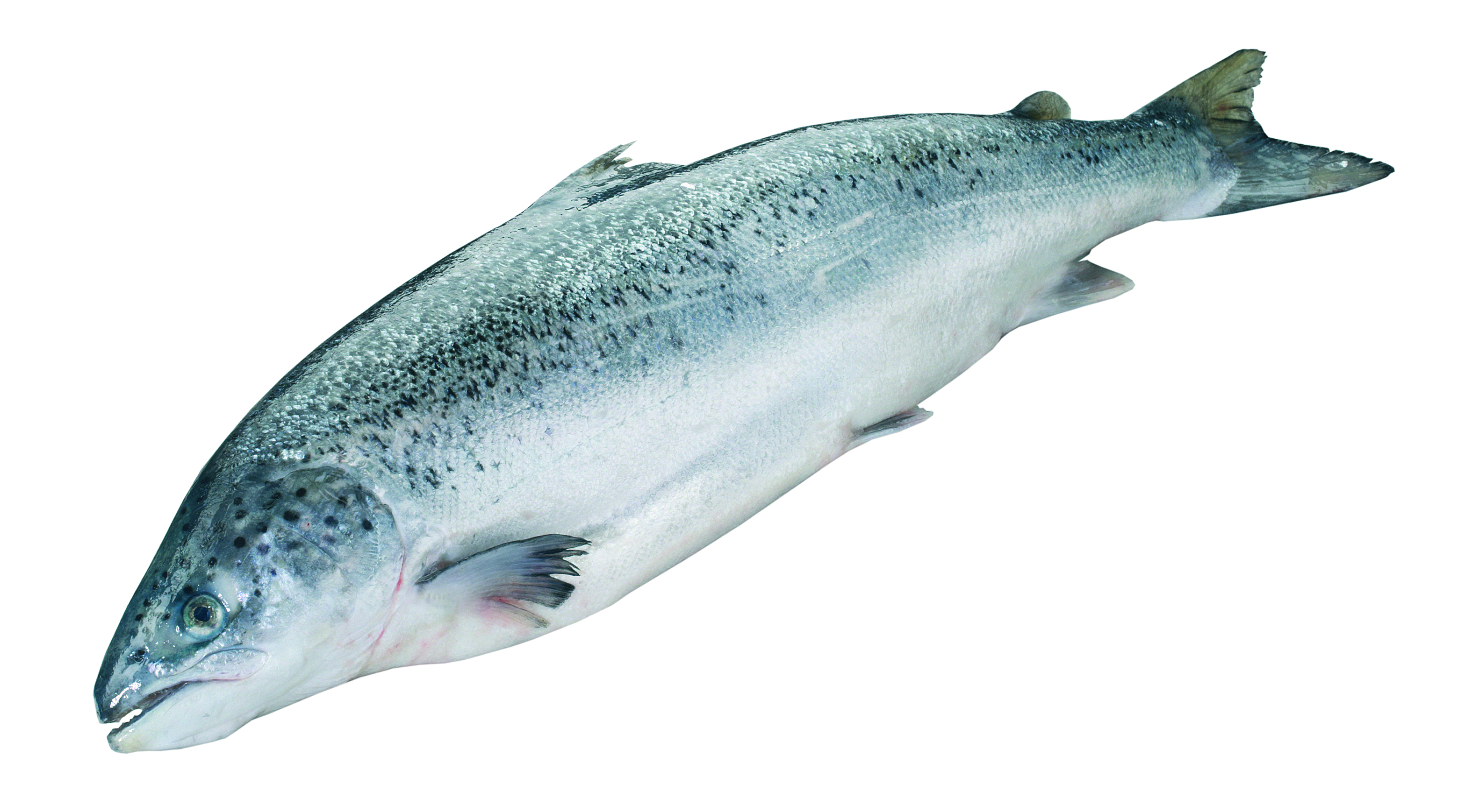 Łosoś Patroszony 5-6Kg