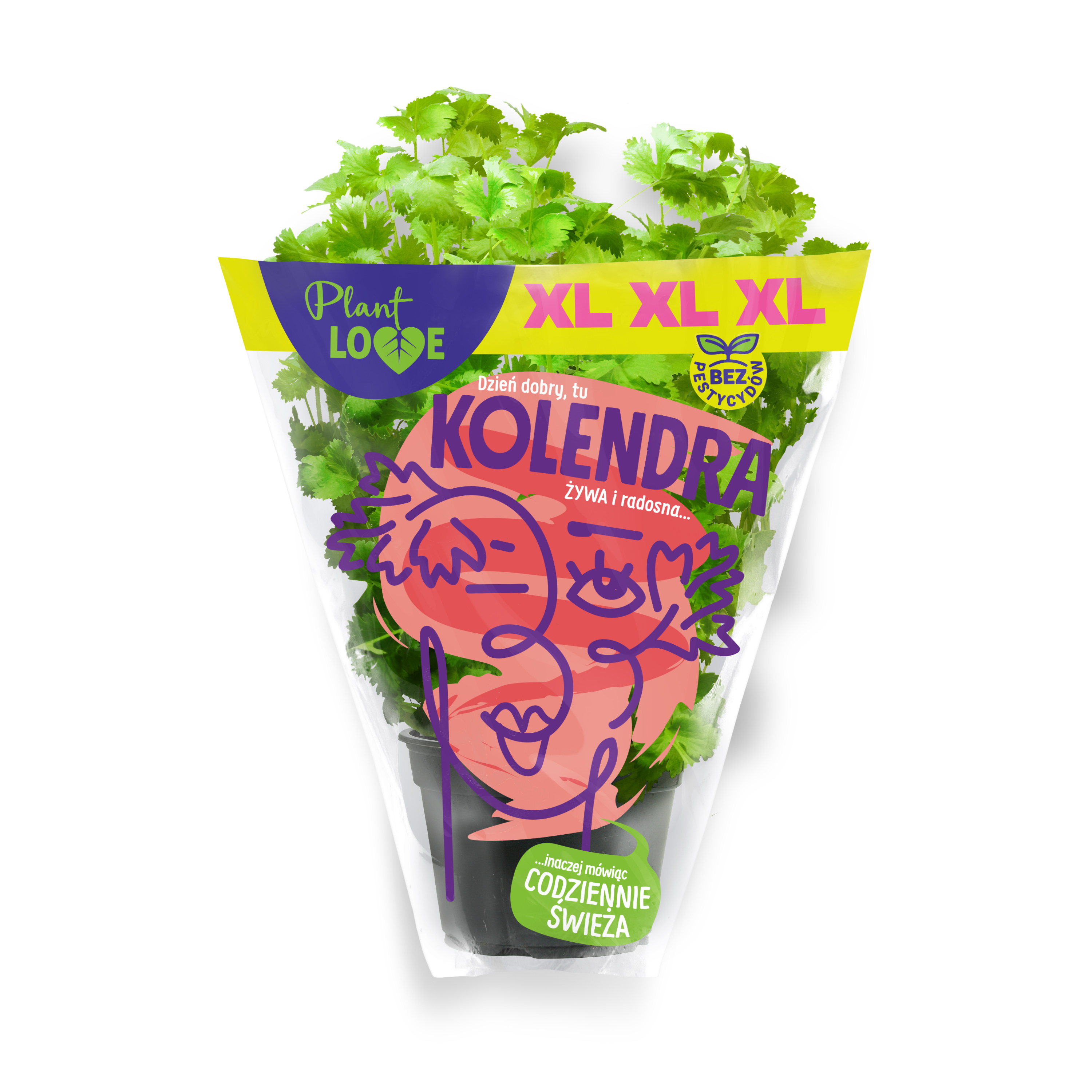 Kolendra Xl Doniczka Polska 1Szt Plant Love