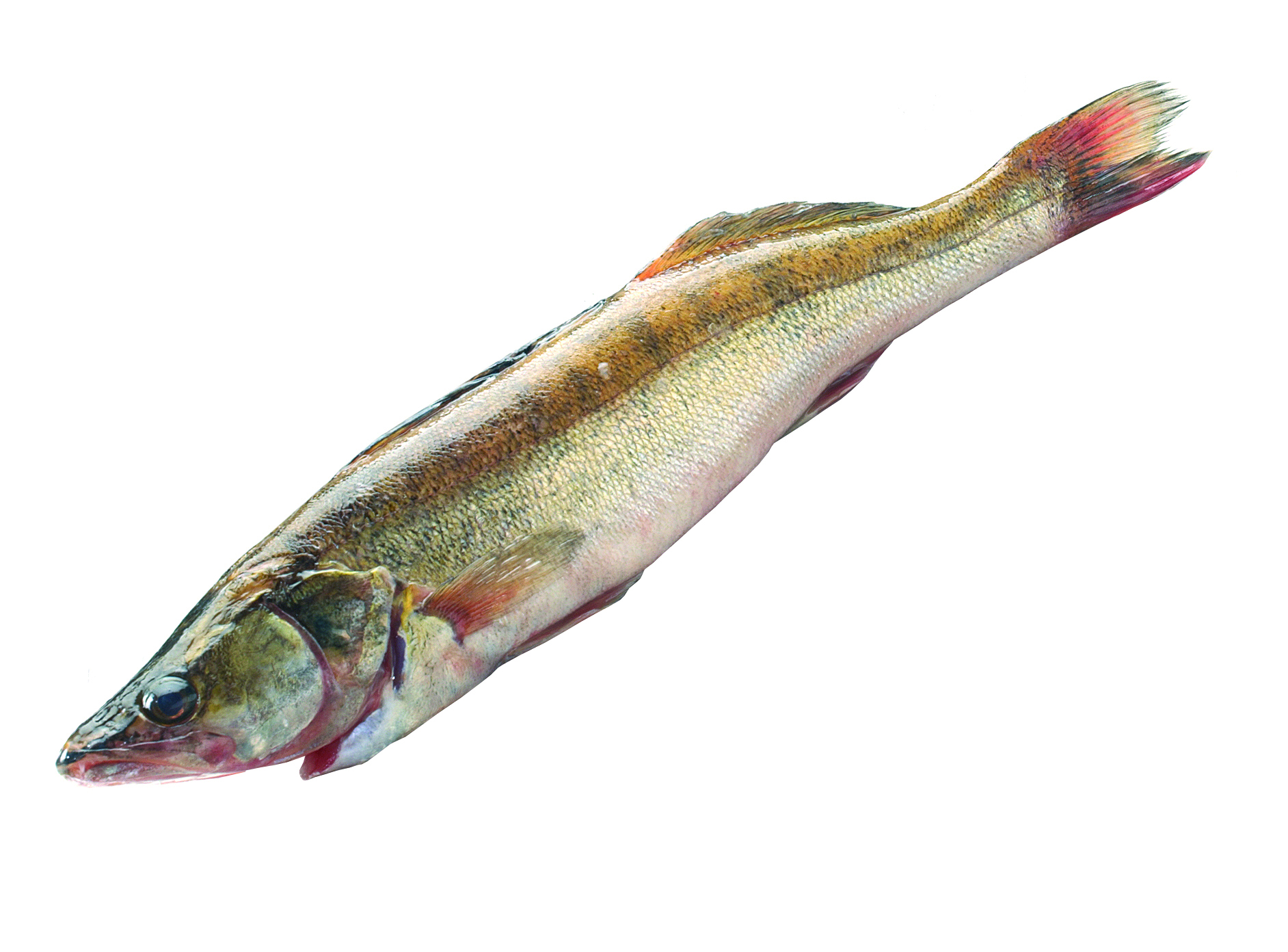 Sandacz Patroszony Ok. 0,7-2,5Kg