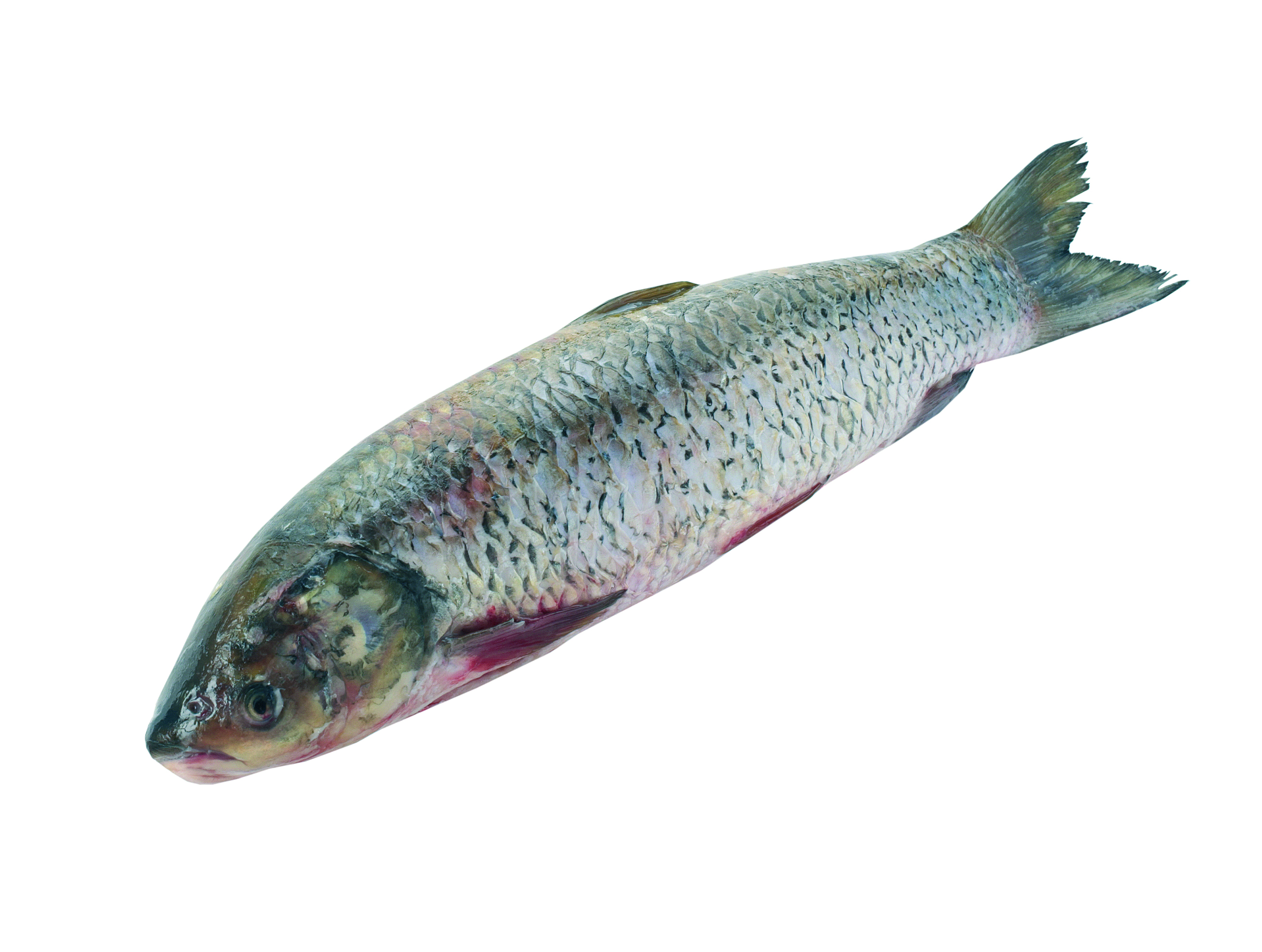 Amur Patroszony Ok. 1-2Kg