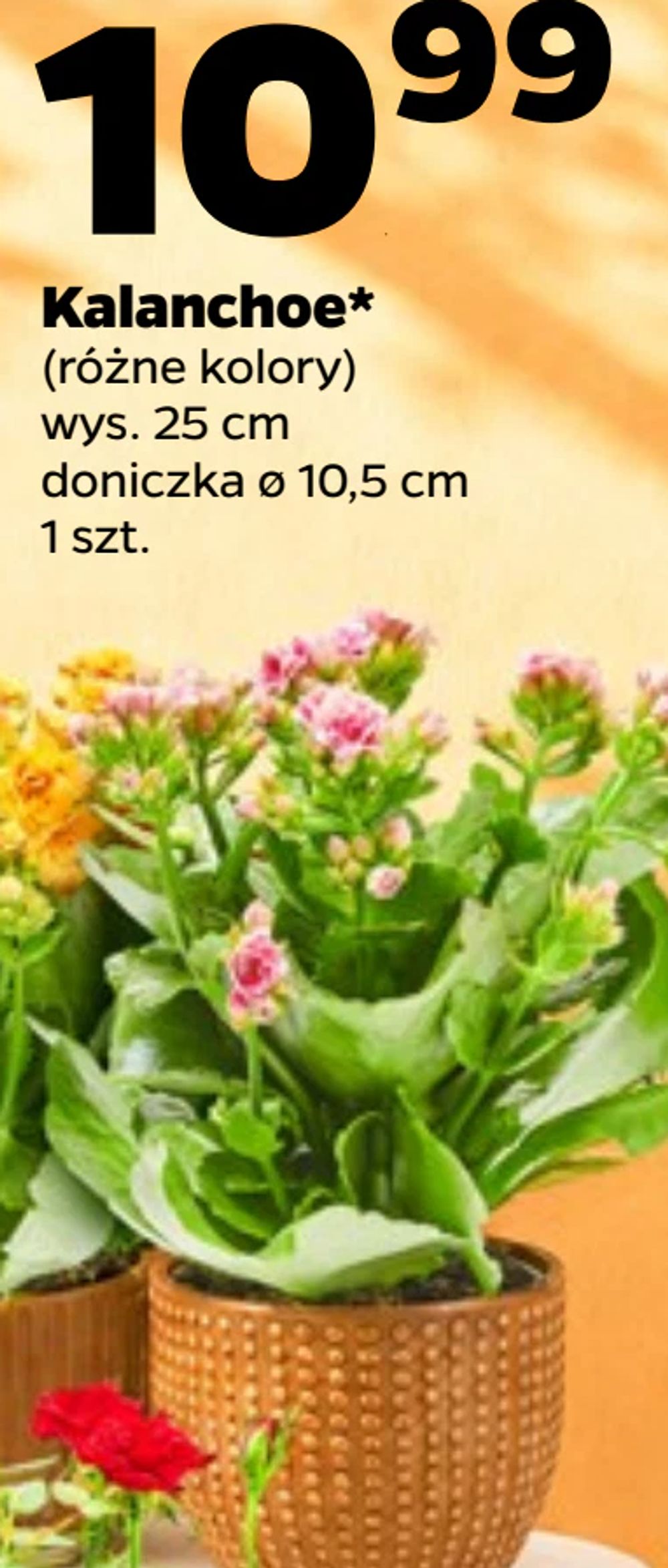 Kalanchoe*