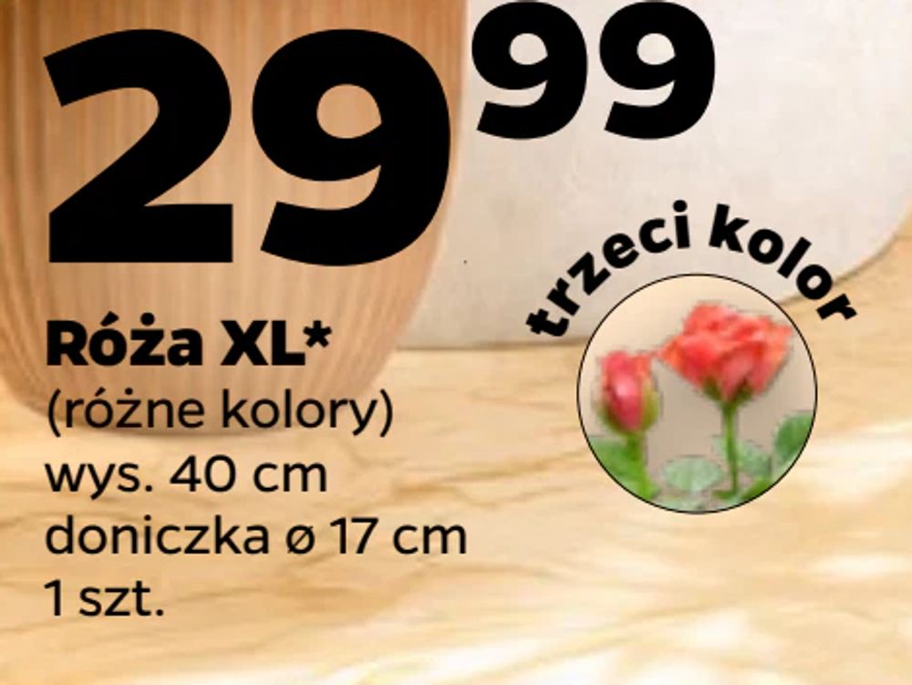 Róża XL*