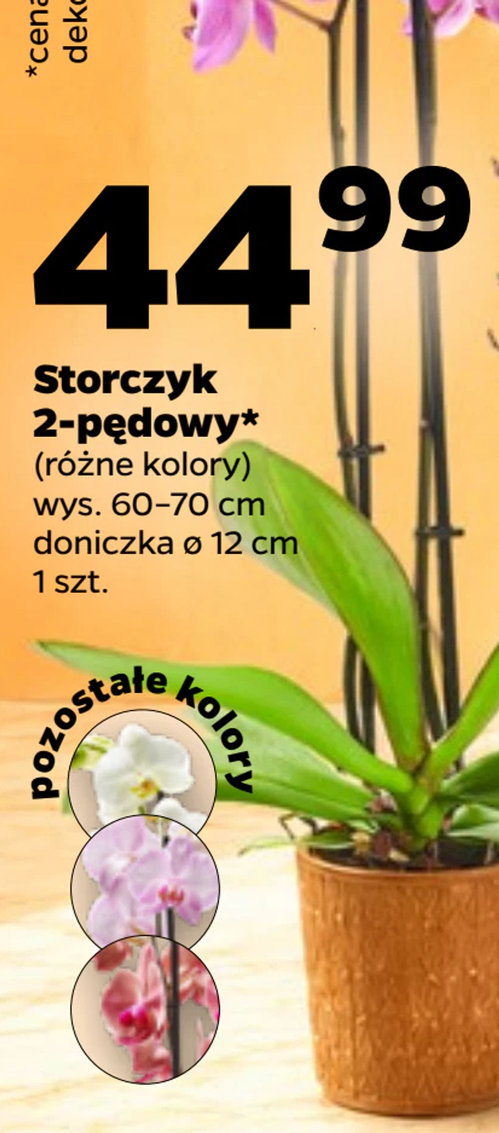 Storczyk 2-pędowy*