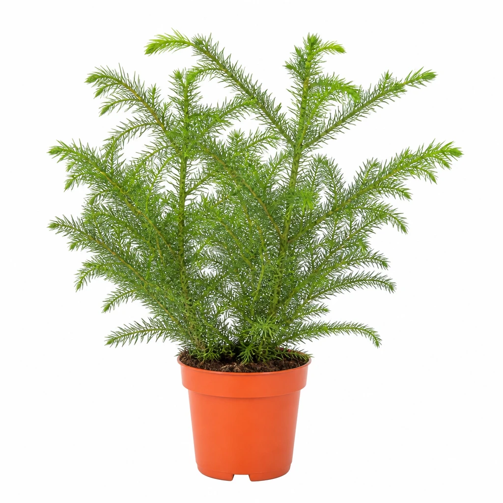 Kwiat Araucaria don 10cm szt.